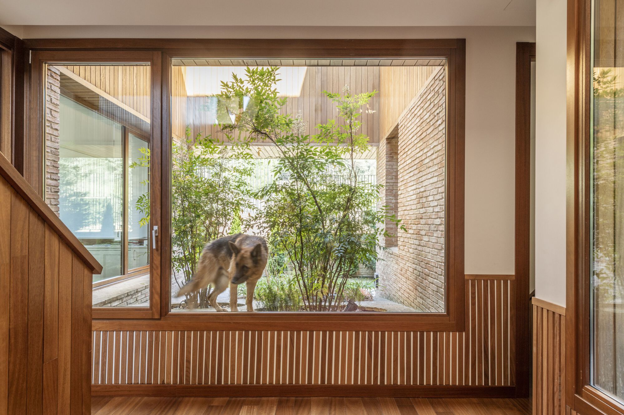 Timber-framed window looking onto a courtyard garden with a dog on the paving