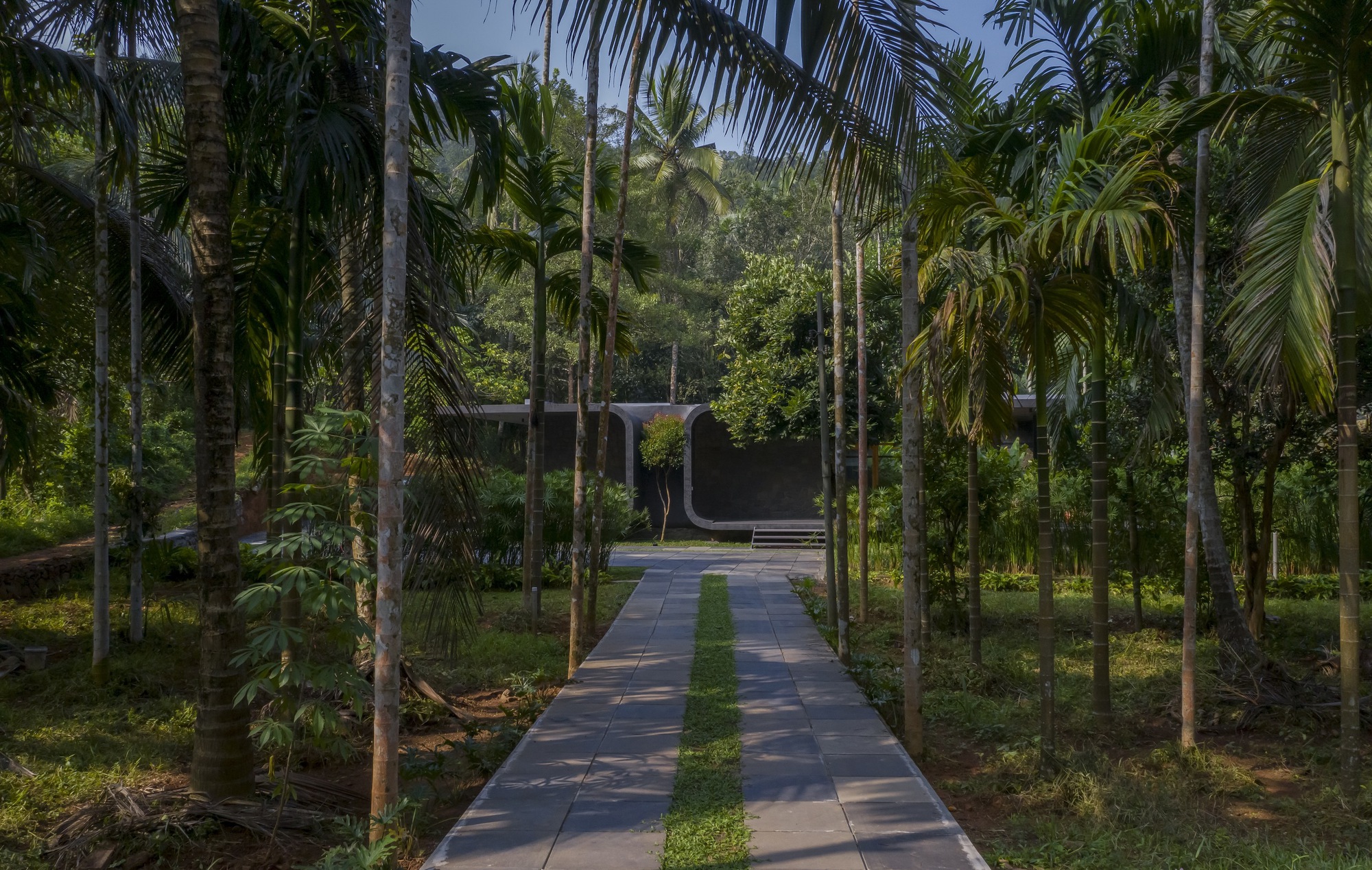 Stone paved walkway with grass strip running through rows of palm trees toward the residence