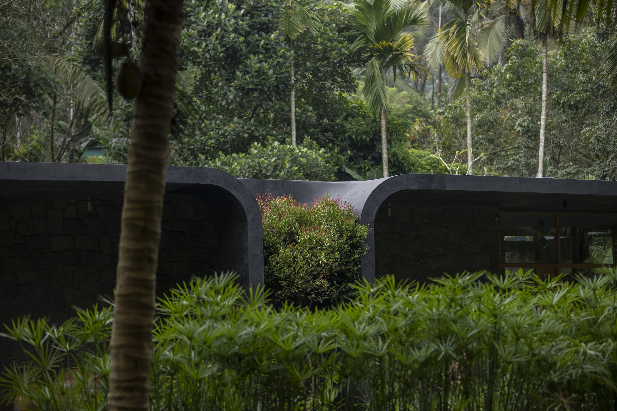 View of the curved concrete volumes embedded in hillside vegetation with bamboo in the foreground