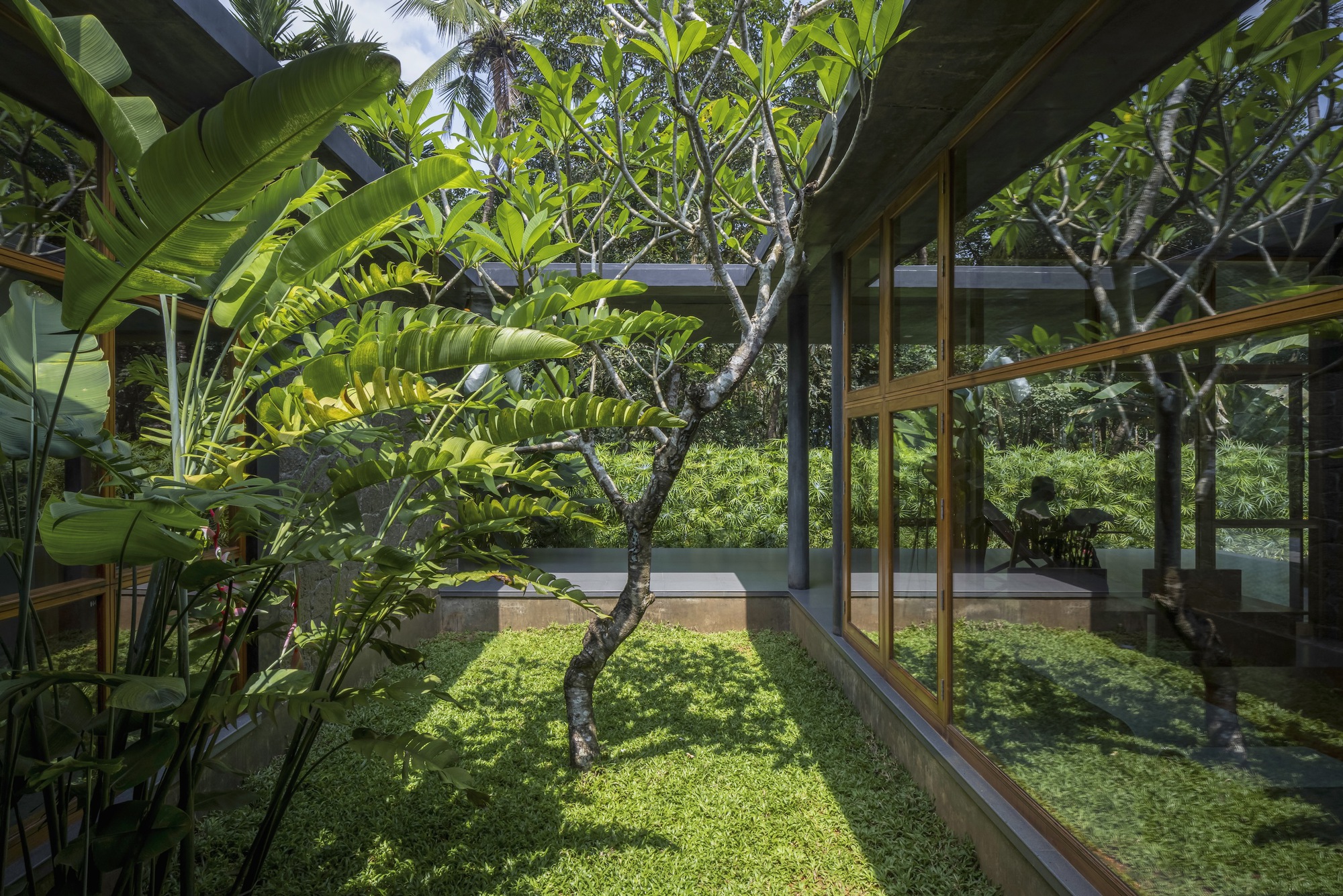 Interior courtyard with planted lawn, frangipani trees, and full-height glazed walls framing the garden