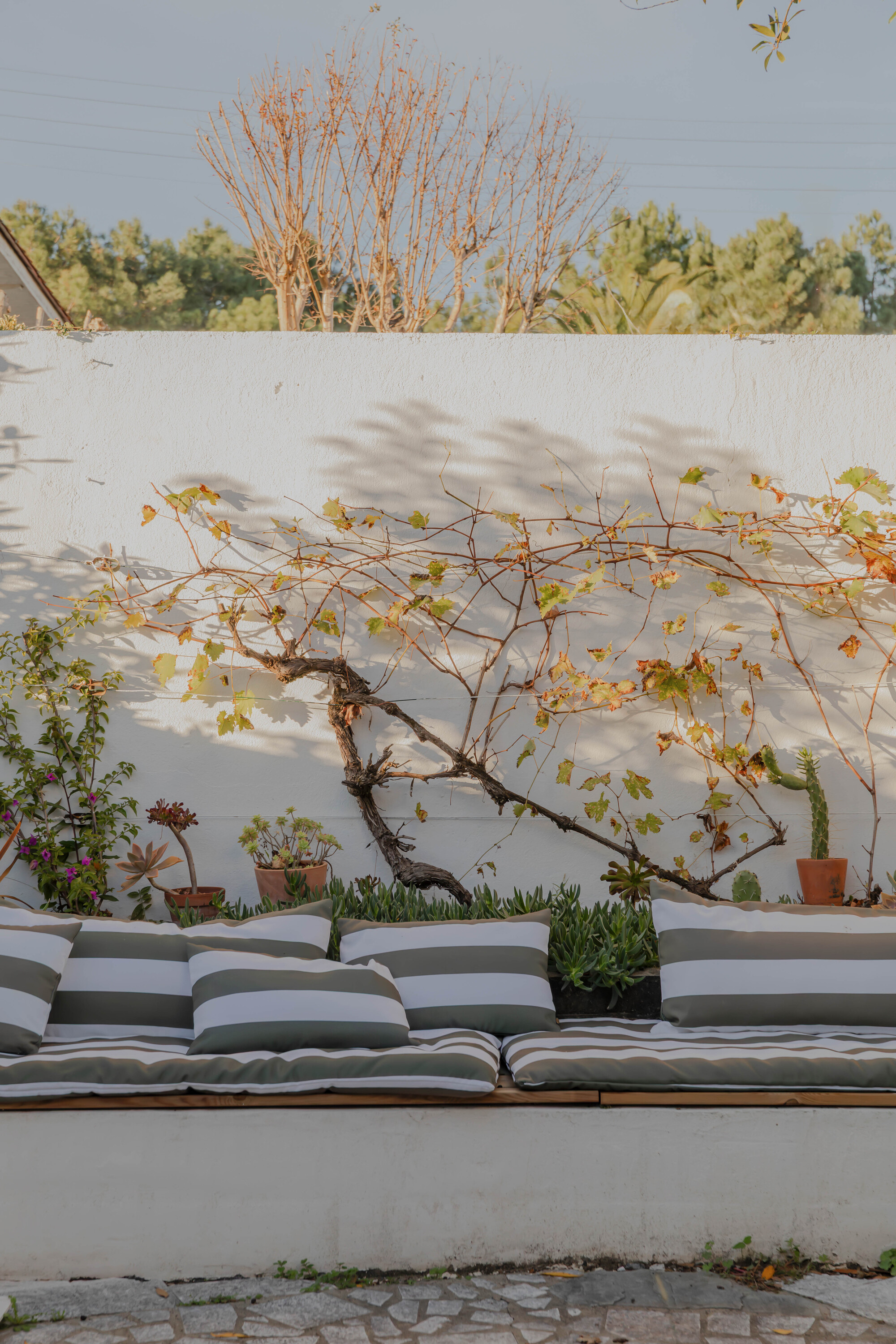 Outdoor seating area with white stucco wall, trained vine and striped cushions in afternoon light