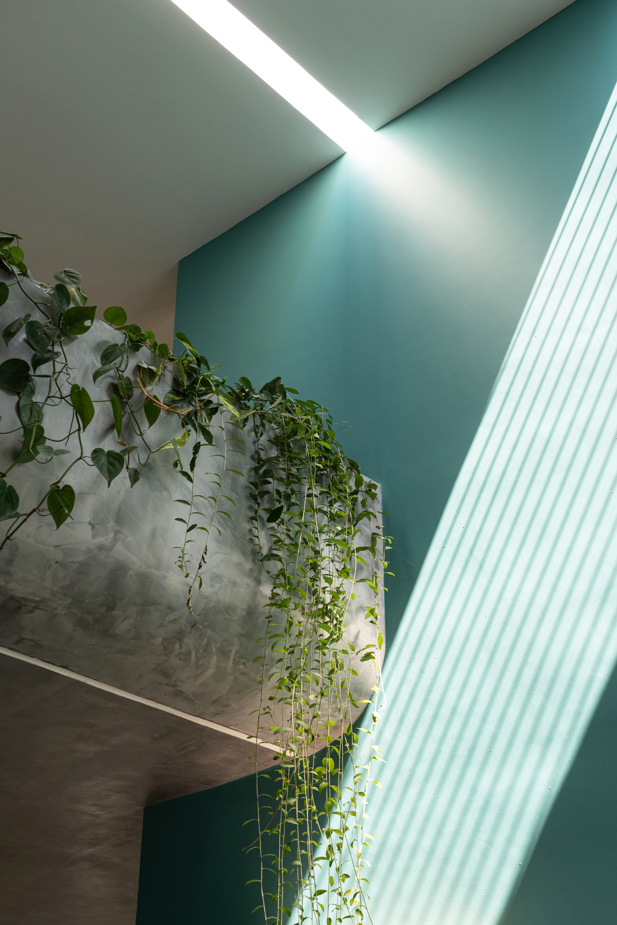 Double height space with trailing vines descending from upper level and recessed ceiling slot