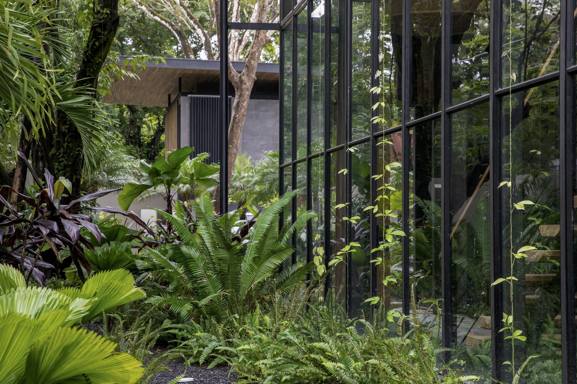 Steel framed glass wall beside a planted bed of ferns and tropical palms under tree canopy