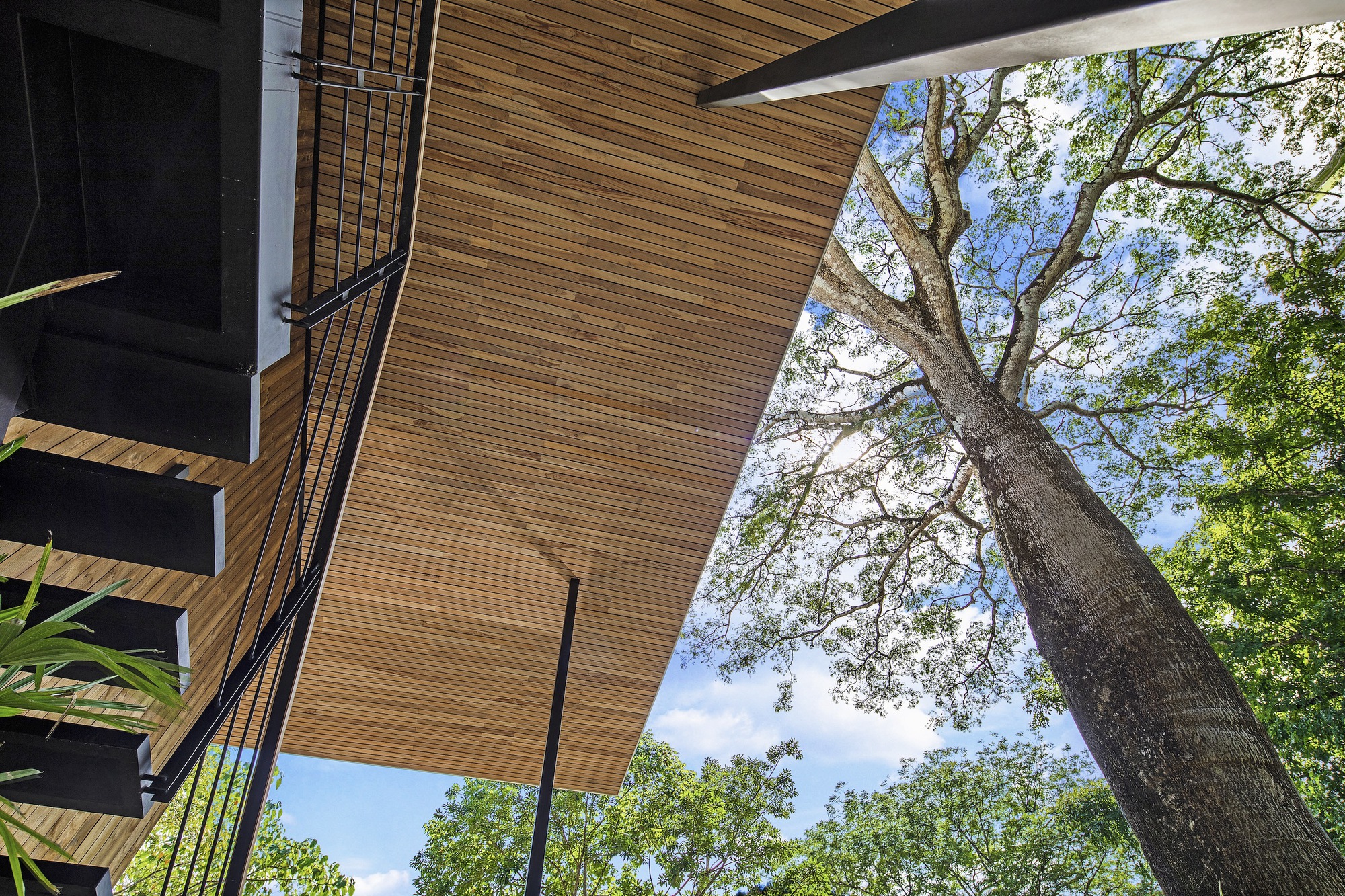 Upward view of the timber soffit cantilevering past a leaning tree trunk against bright sky
