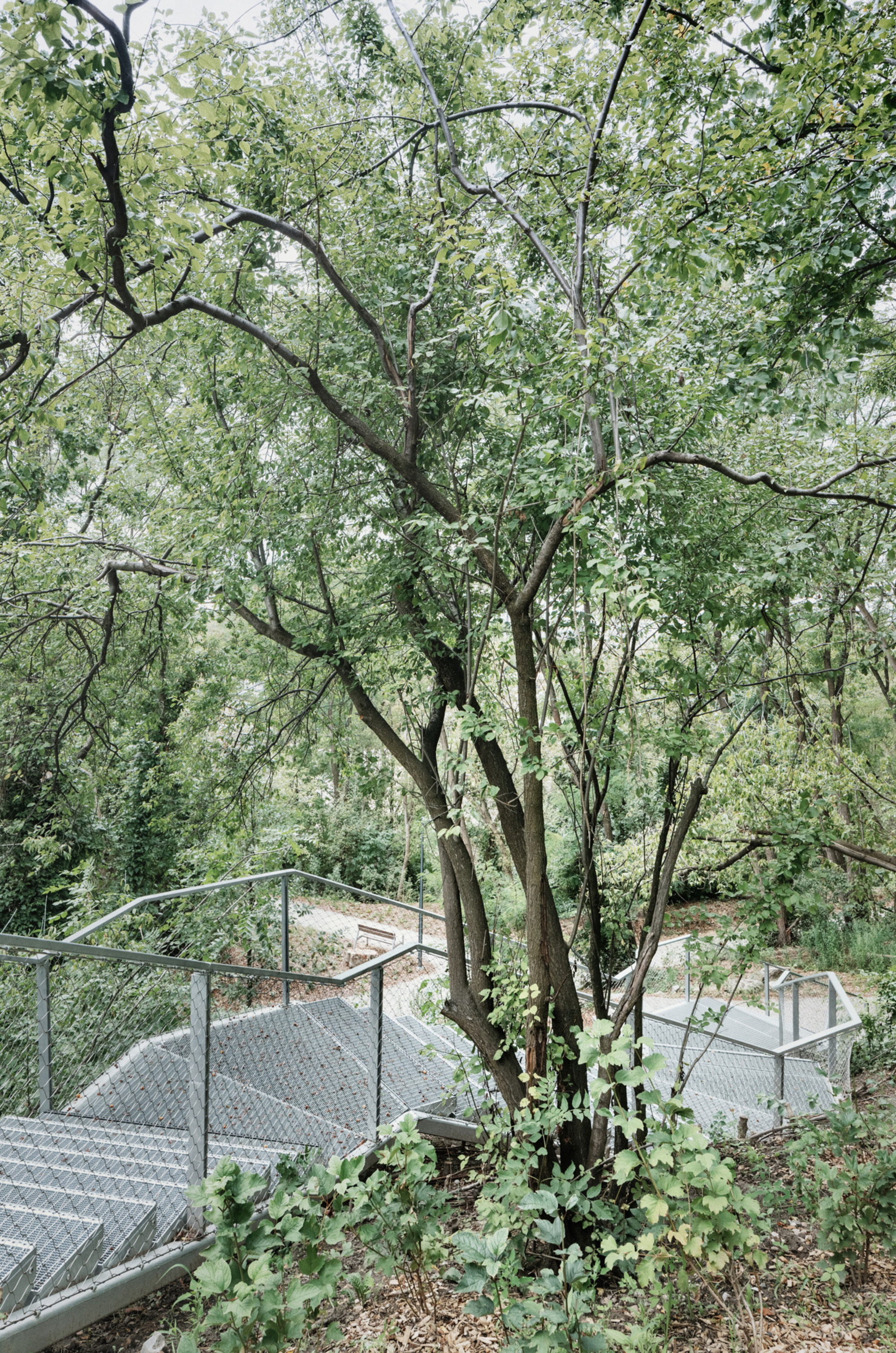 Metal mesh walkway winding through wooded terrain with deciduous trees overhead