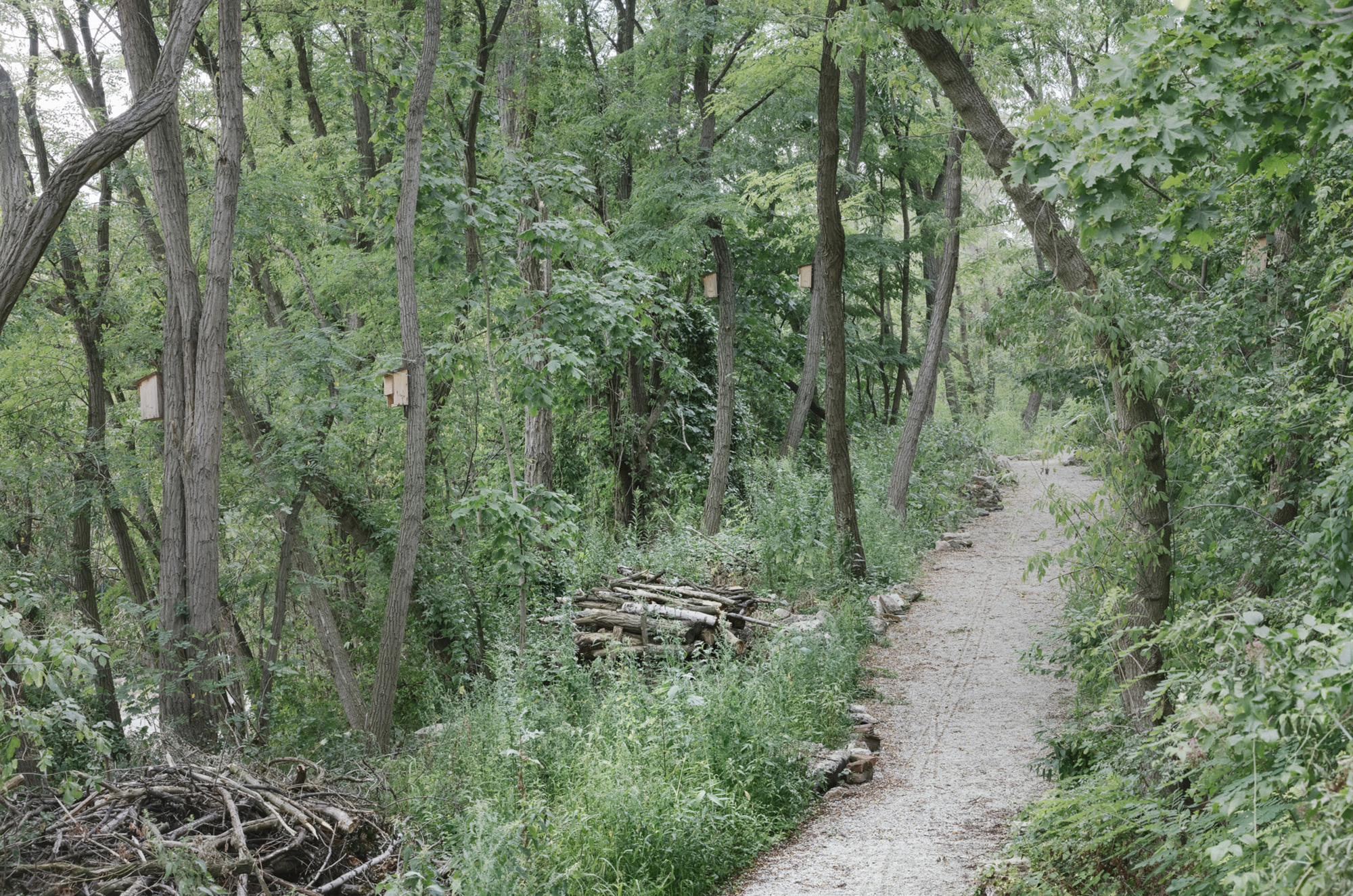 Gravel pathway winding through a deciduous forest with stacked timber bundles along the trail