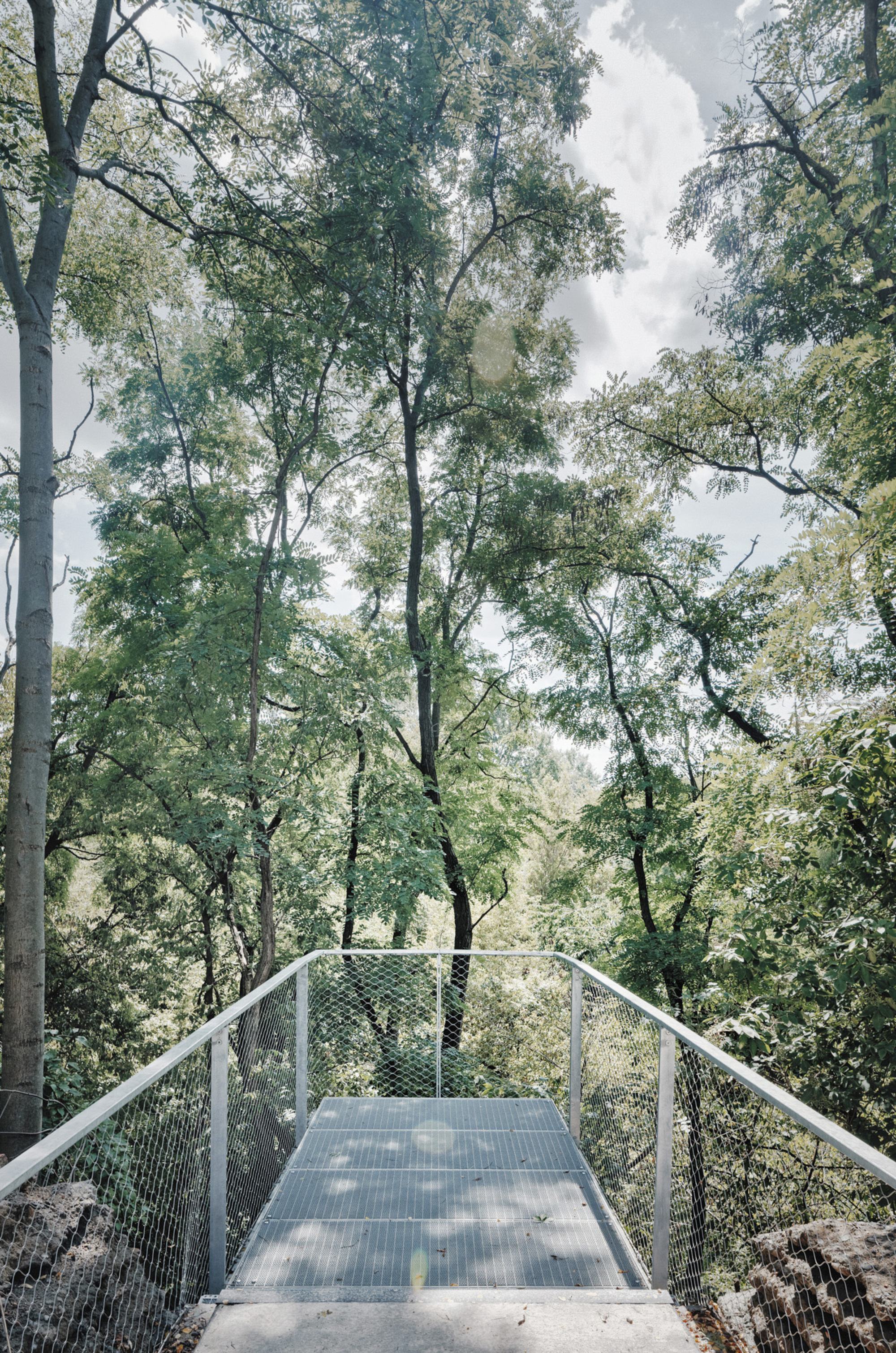 Steel footbridge with mesh railings extending into dense woodland under dappled afternoon light