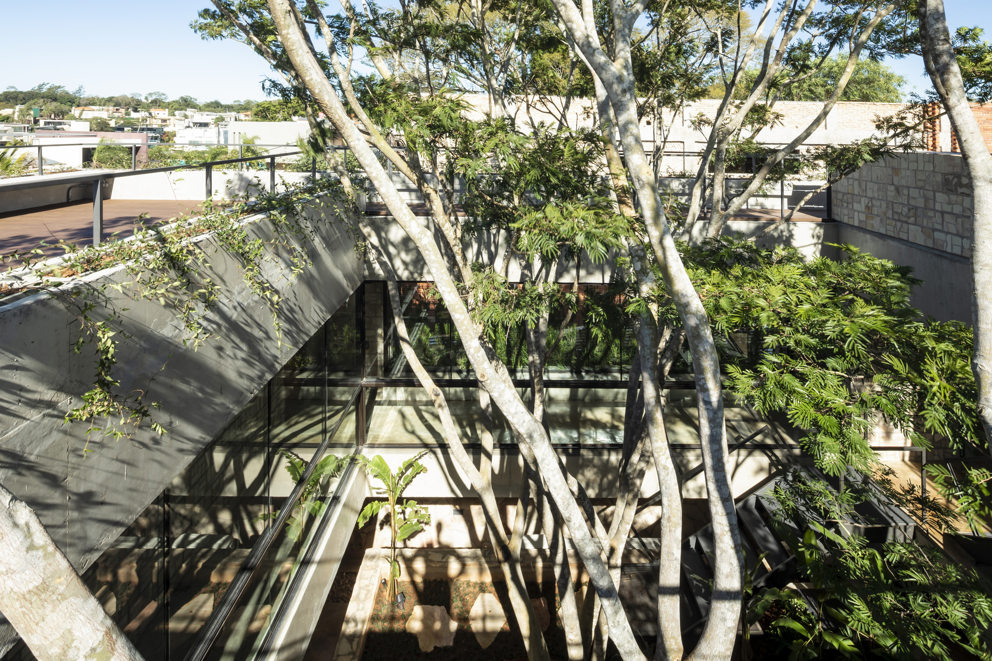 Courtyard with white-barked trees casting shadows on a glazed facade and concrete walls