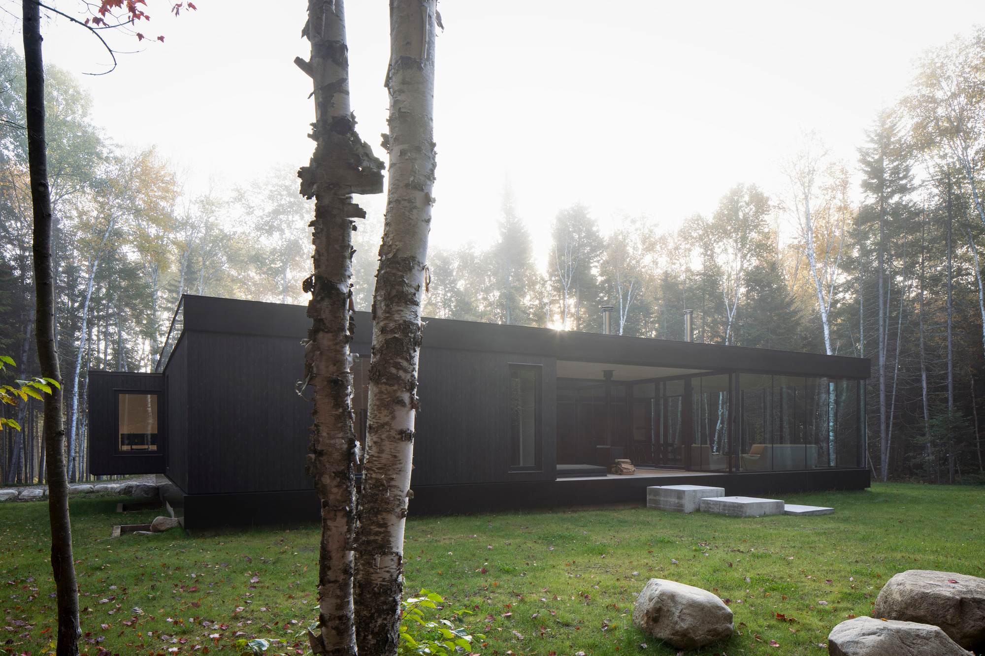 Low horizontal volume framed by birch trunks in a misty forest clearing