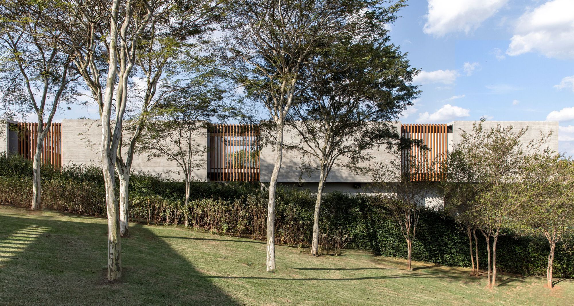 Concrete facade with vertical timber screens rising above a lawn planted with white-barked trees