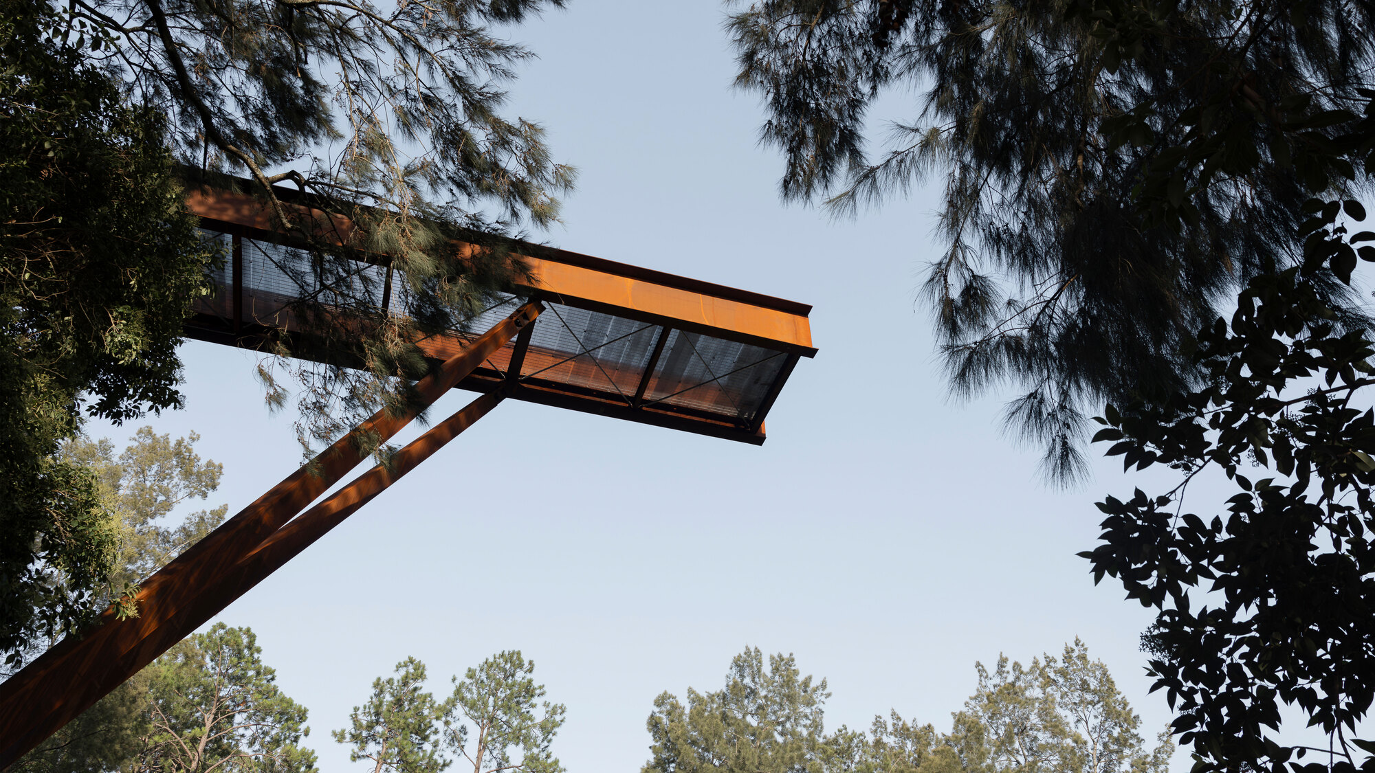 Looking up at the glazed observation platform cantilevering from angled steel supports among pine branches