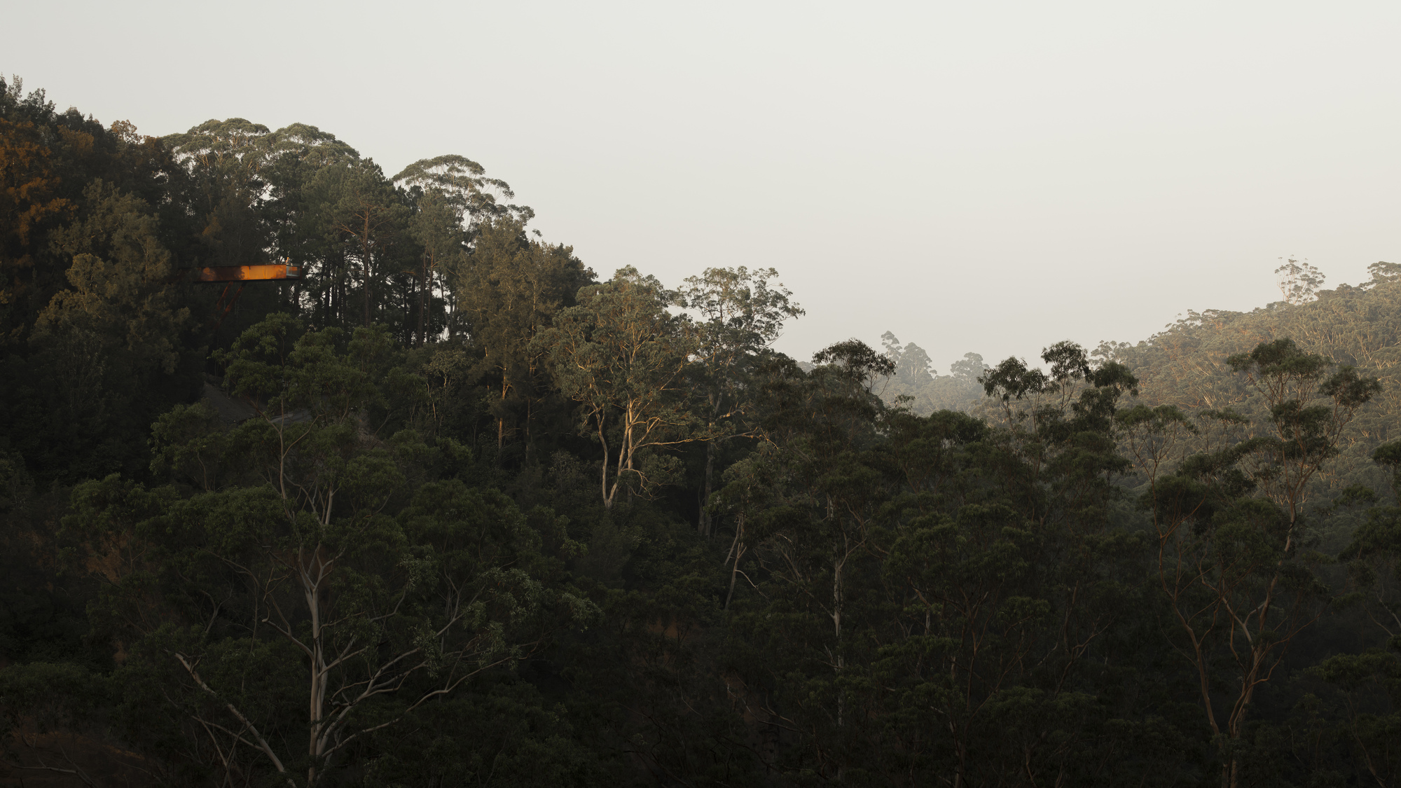 Distant view of a cantilevered observation platform emerging above dense forest canopy in misty light