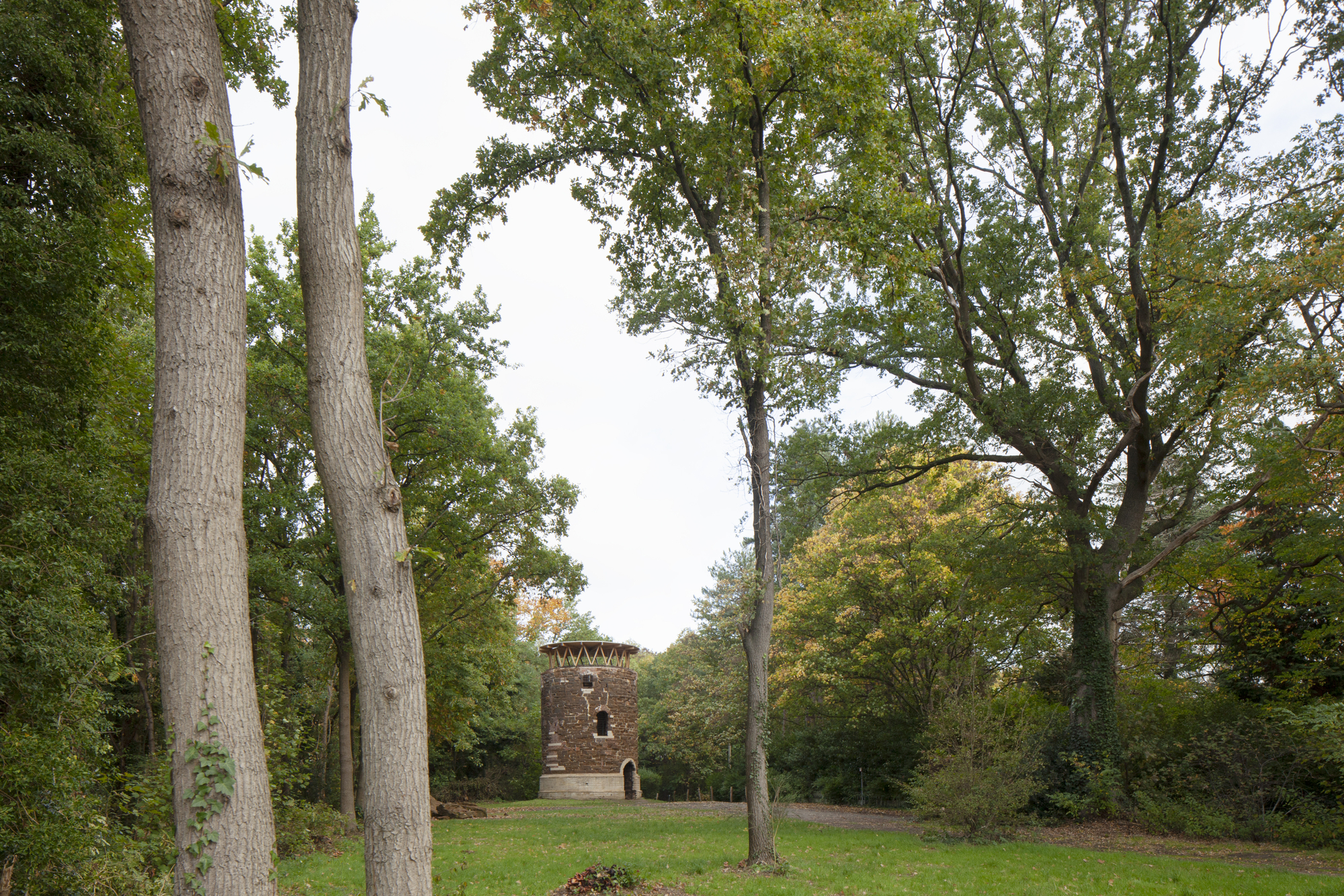 Distant view of the tower through a clearing surrounded by tall deciduous trees