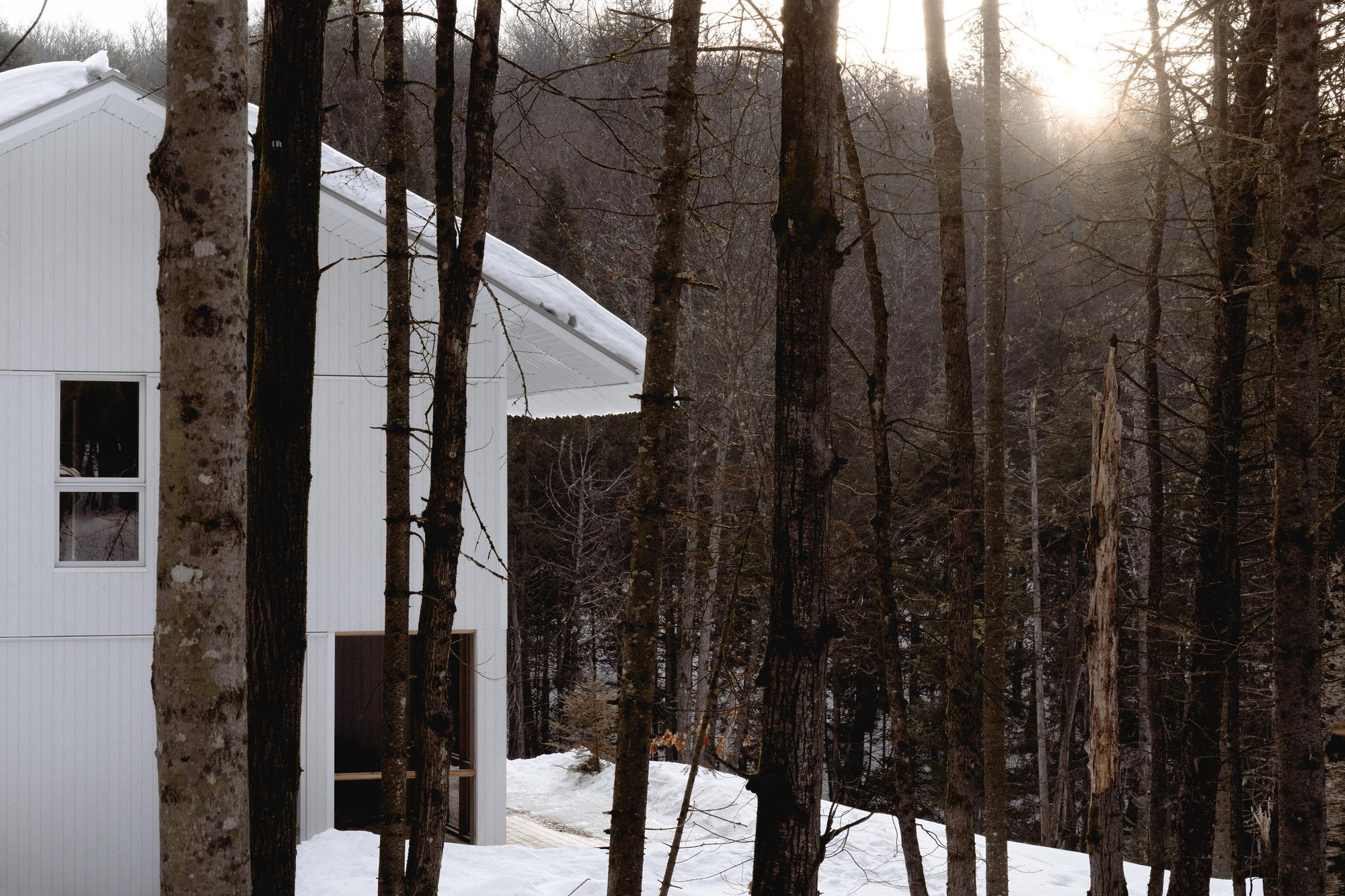 Partial view of white ribbed facade through pine trunks at dusk with low sun filtering through fog