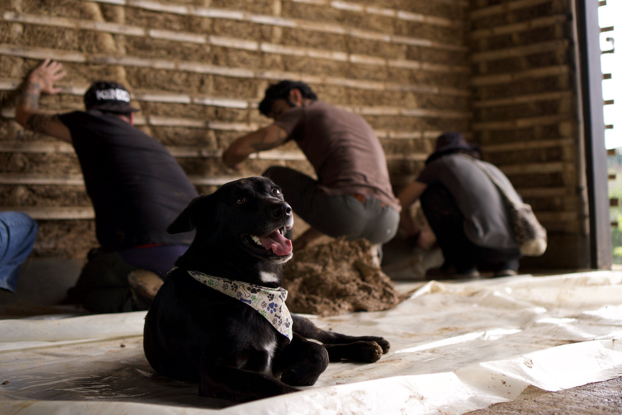 Black dog resting on white sheeting while workers apply earthen plaster to bamboo lattice wall