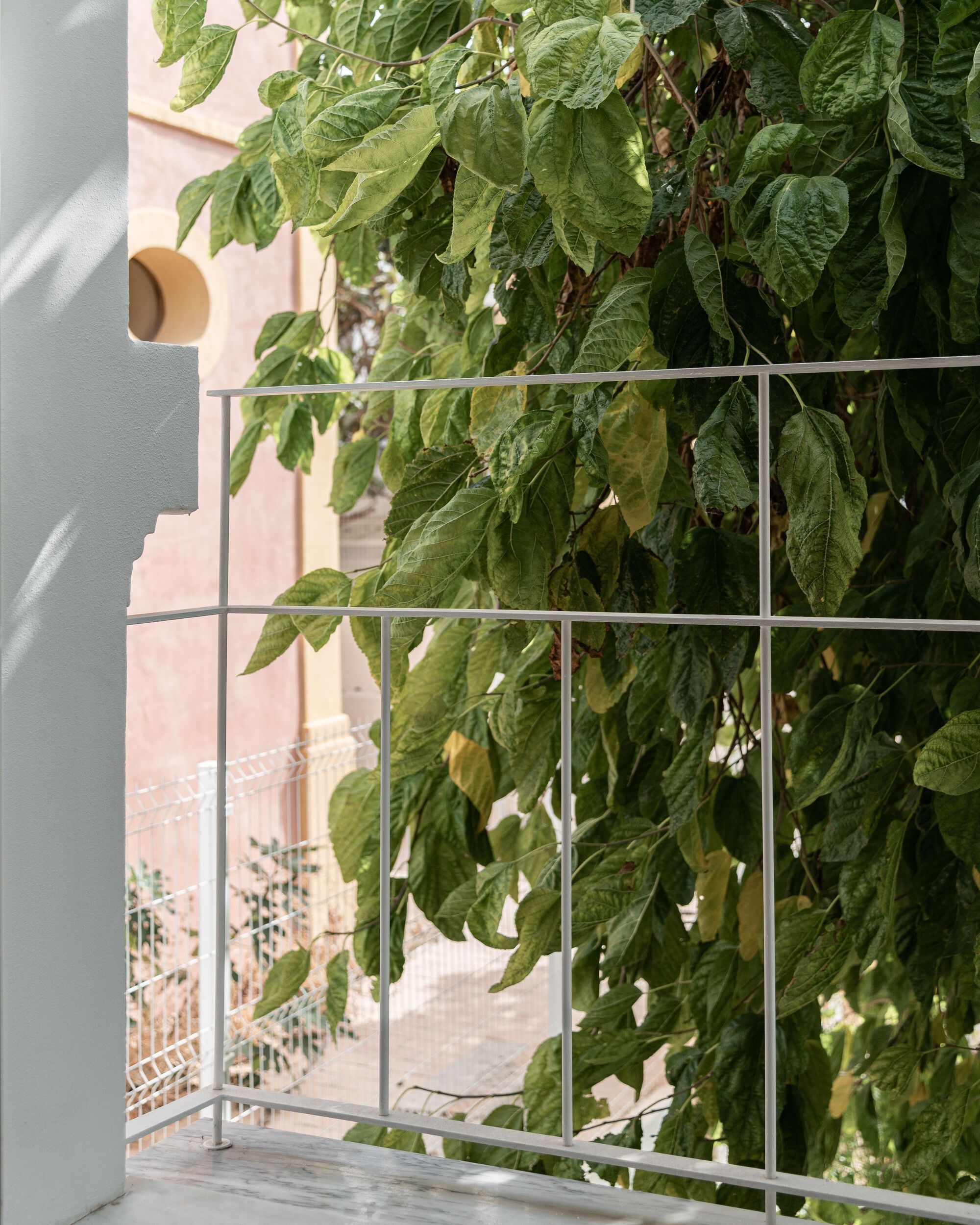 Metal railing and grey column with climbing vines against a pink exterior wall in sunlight