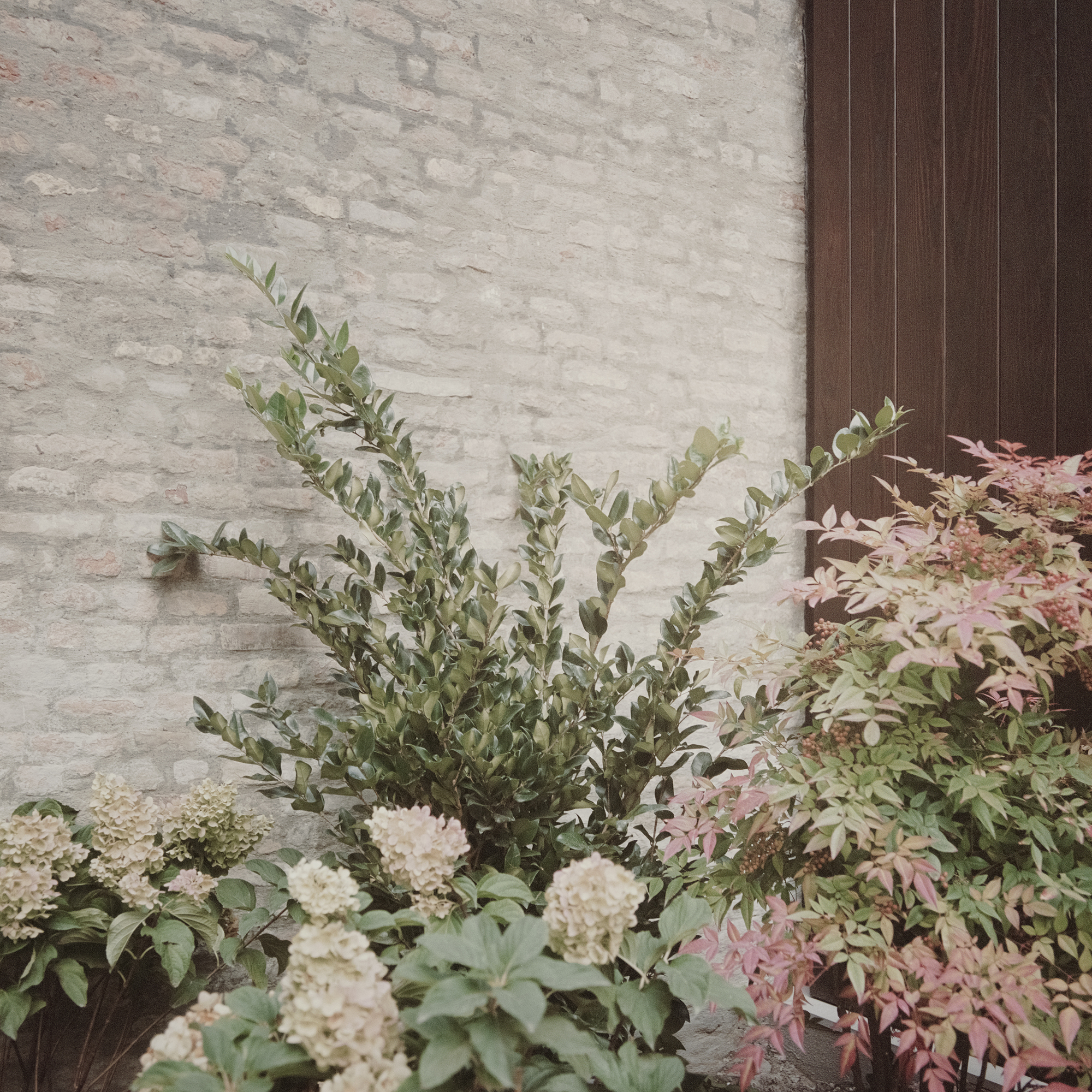 Planted bed with hydrangeas and olive branches against a whitewashed brick wall and dark timber cladding