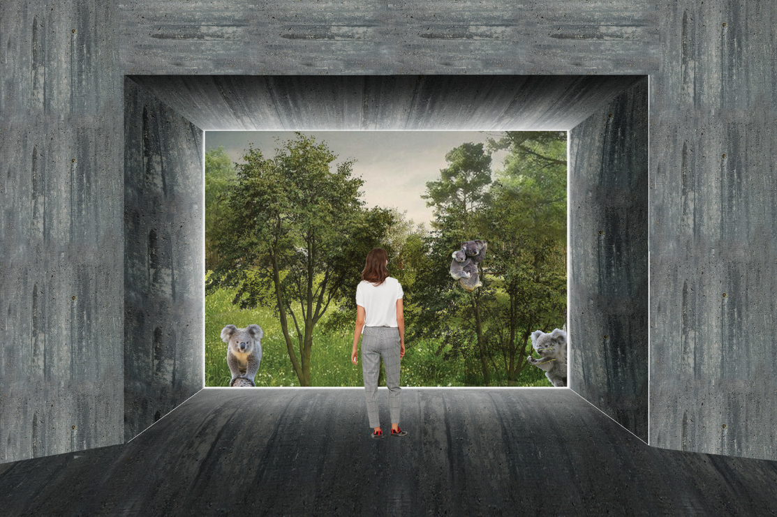 A framed viewing corridor allowing visitors to observe koalas respectfully within their natural habitat.