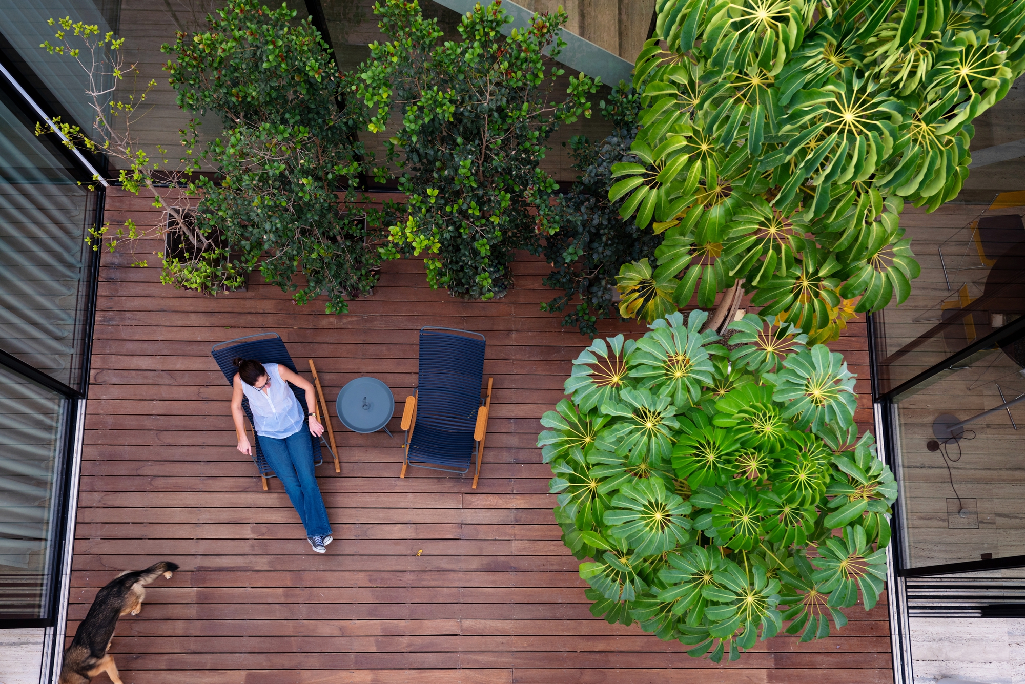 Overhead view of timber deck courtyard with person reclining beside potted umbrella plant and schefflera
