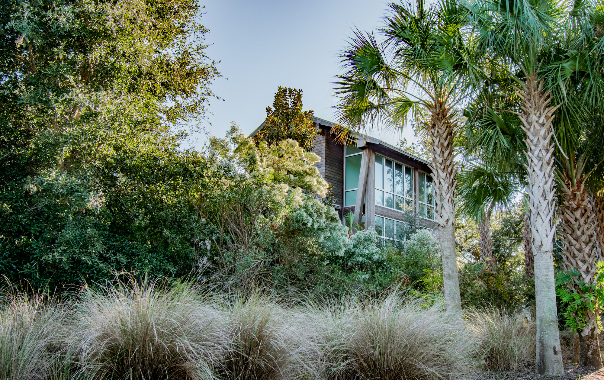 Glazed upper volume rising above ornamental grasses and palmetto trees on a landscaped slope