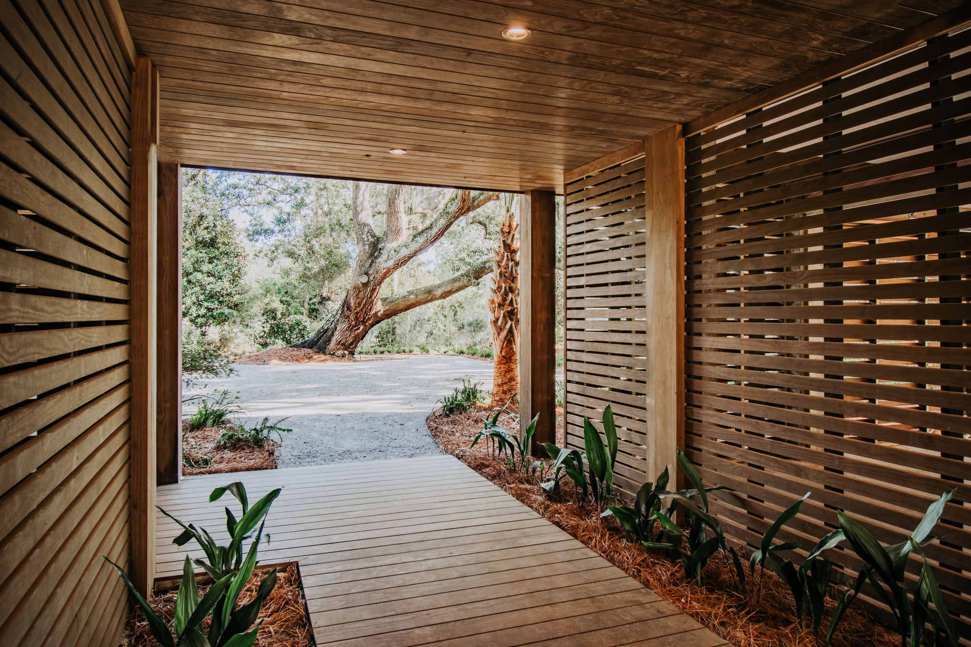 Covered timber walkway with slatted screen walls framing a view of an oak tree beyond