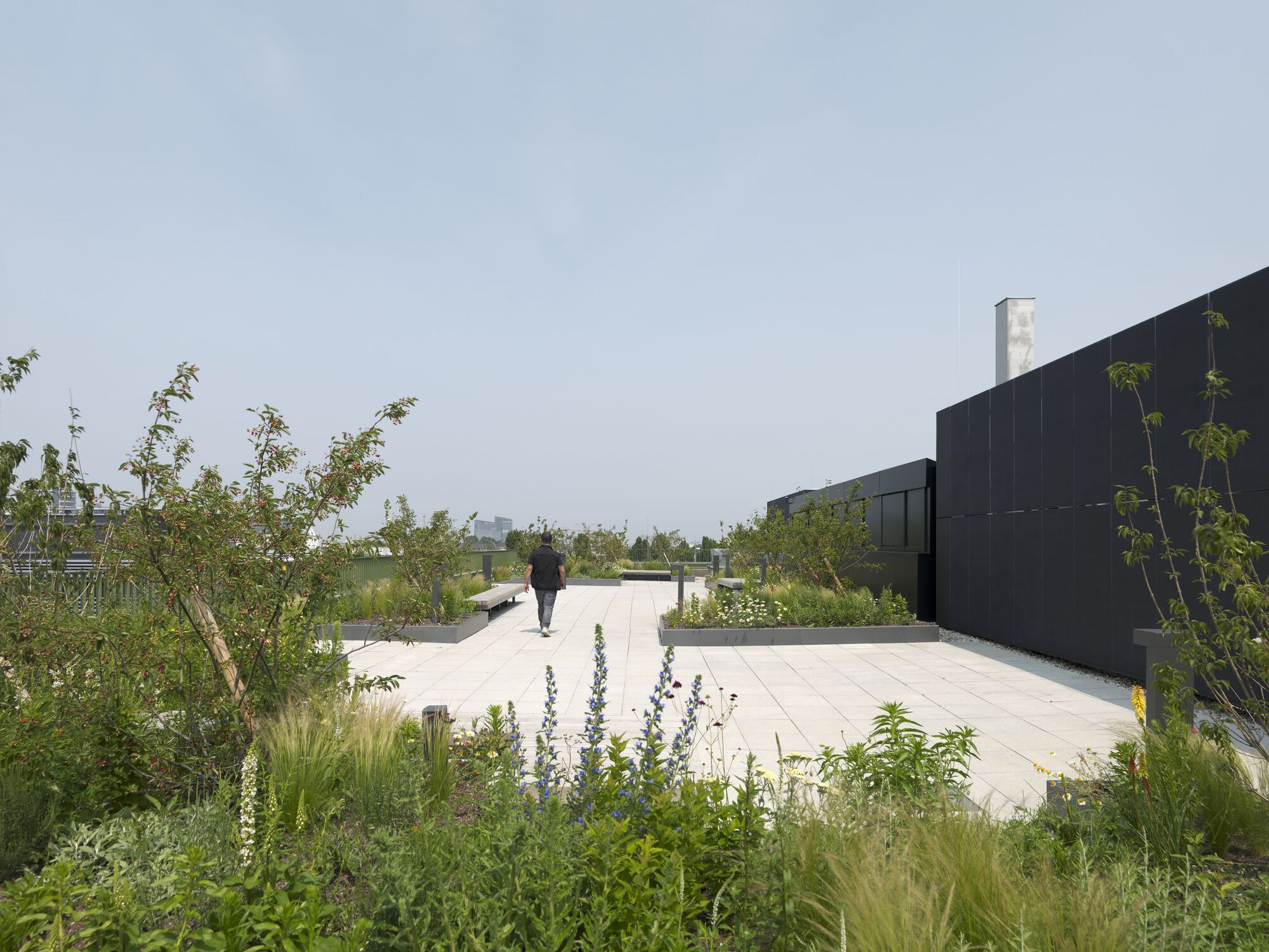Rooftop terrace with planted beds, grasses, and a person walking along the concrete path