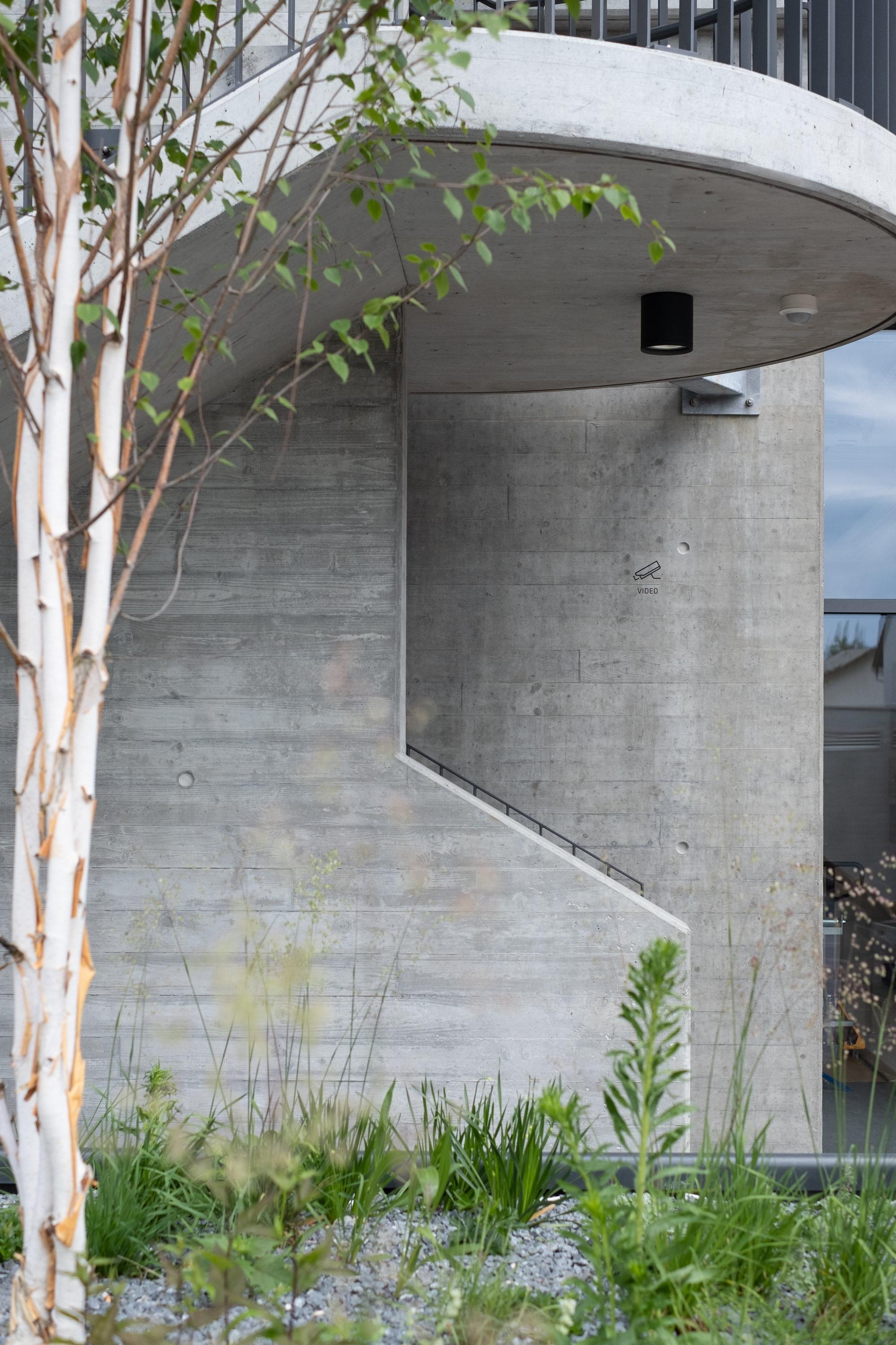 Curved concrete canopy over a planted bed with grasses and birch trees
