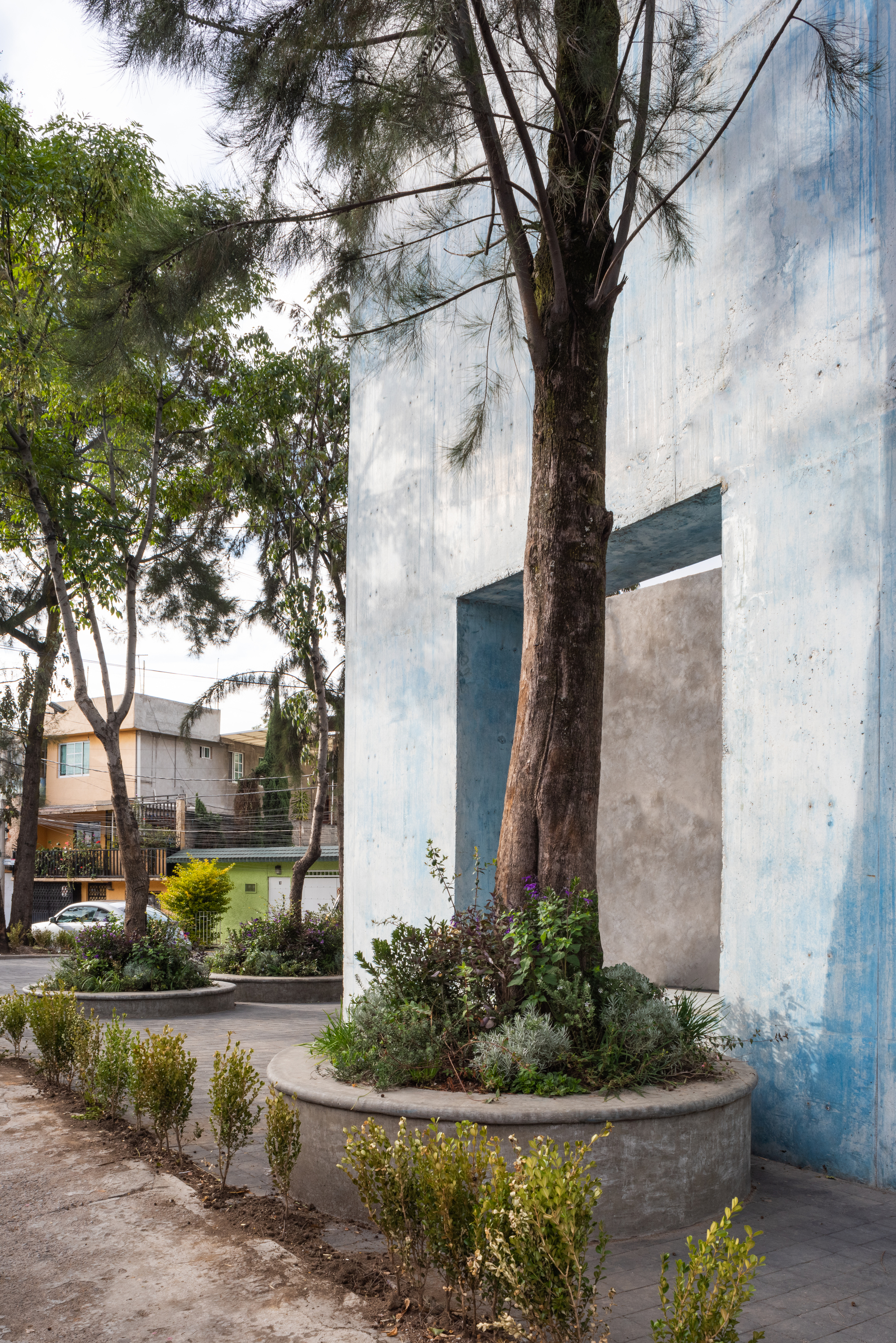 Detail of the concrete facade with vertical slot opening beside a preserved tree in planted bed