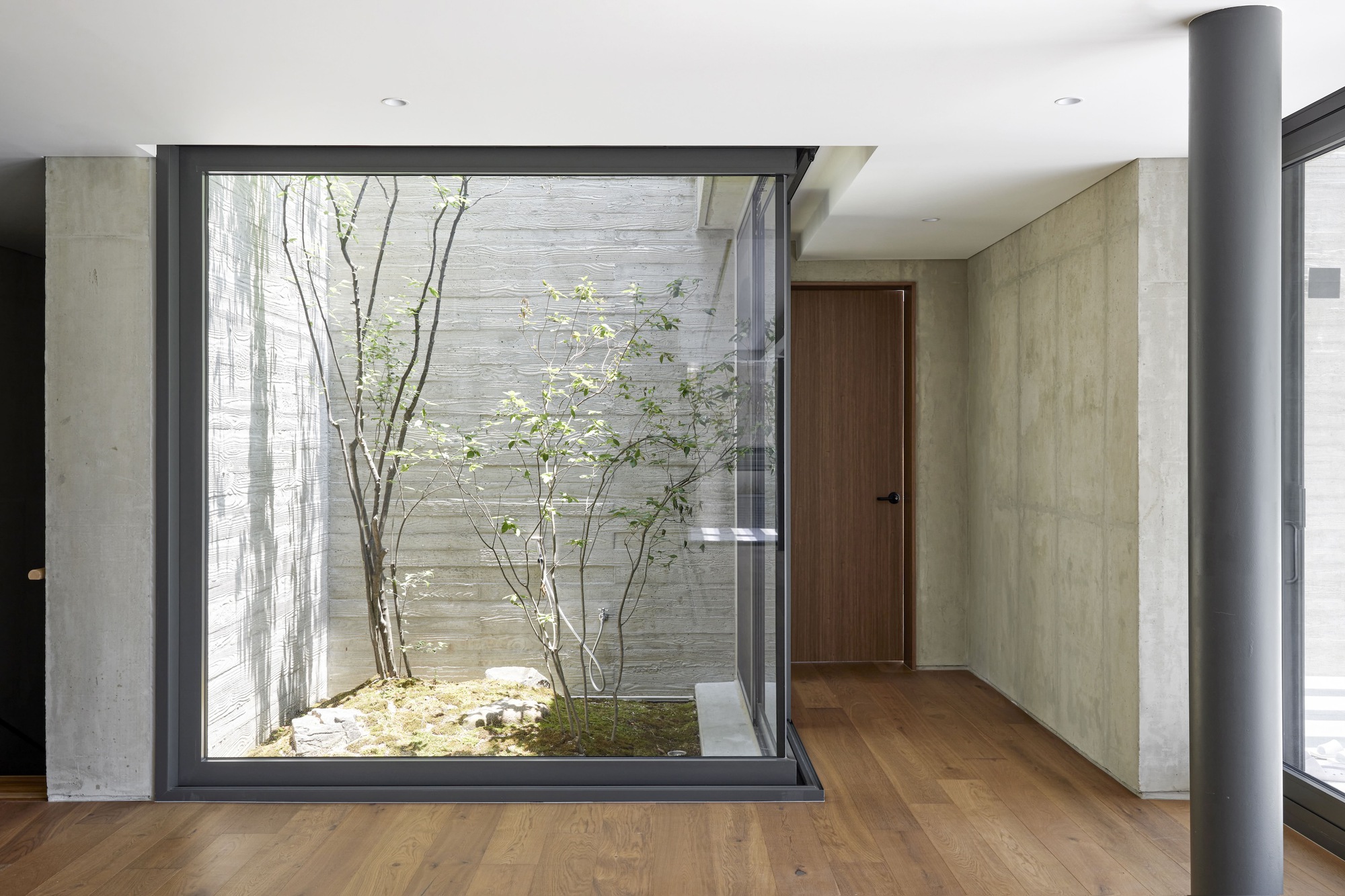 Interior view of the glazed courtyard with birch trees and board-formed concrete walls