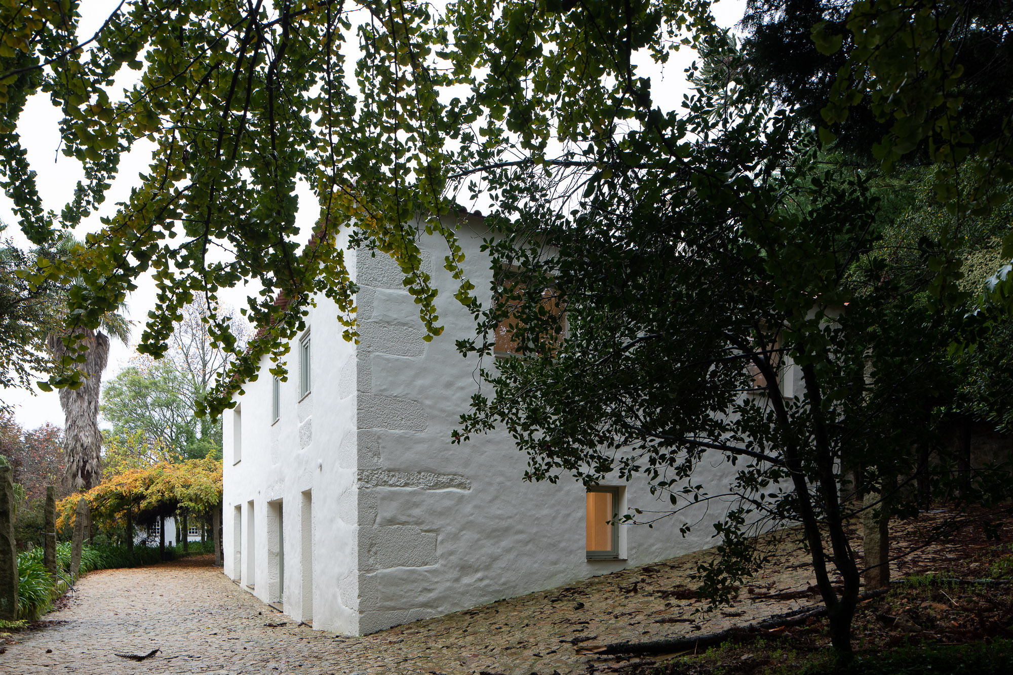 White rendered volume with horizontal slot windows framed by overhanging oak branches and gravel path