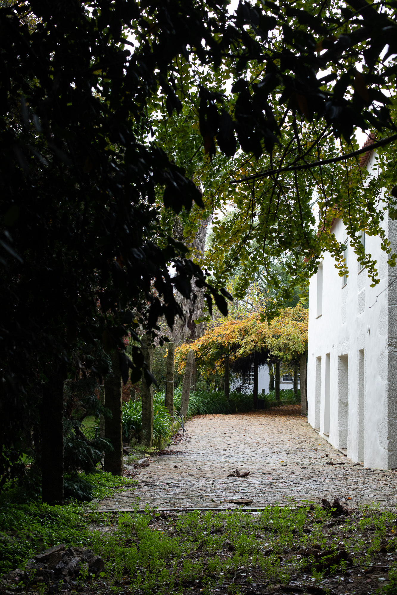 Gravel pathway lined with trees leading past a white rendered facade in dappled shade