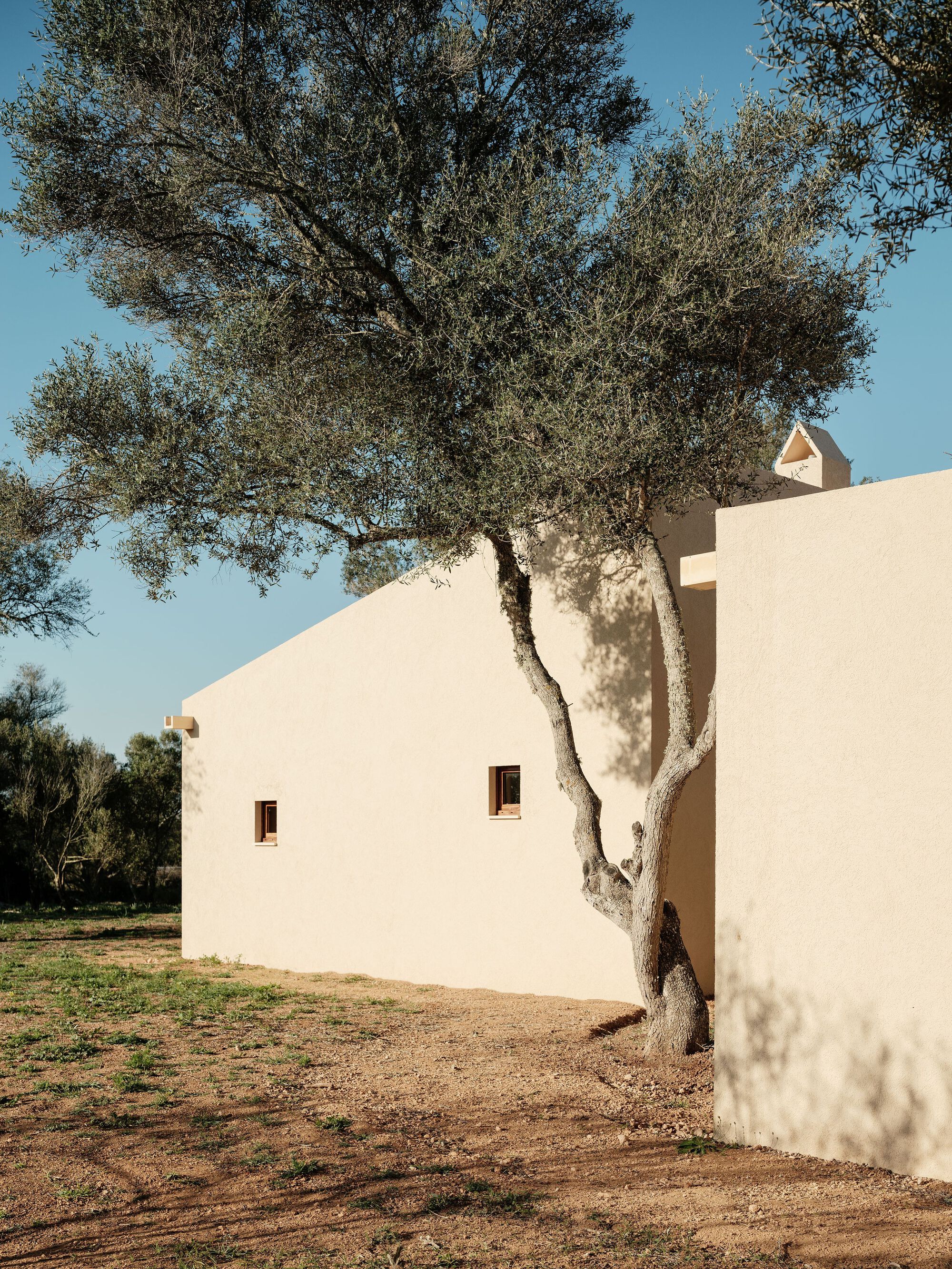 White rendered facade with timber-framed windows beside an olive tree casting dappled shadows