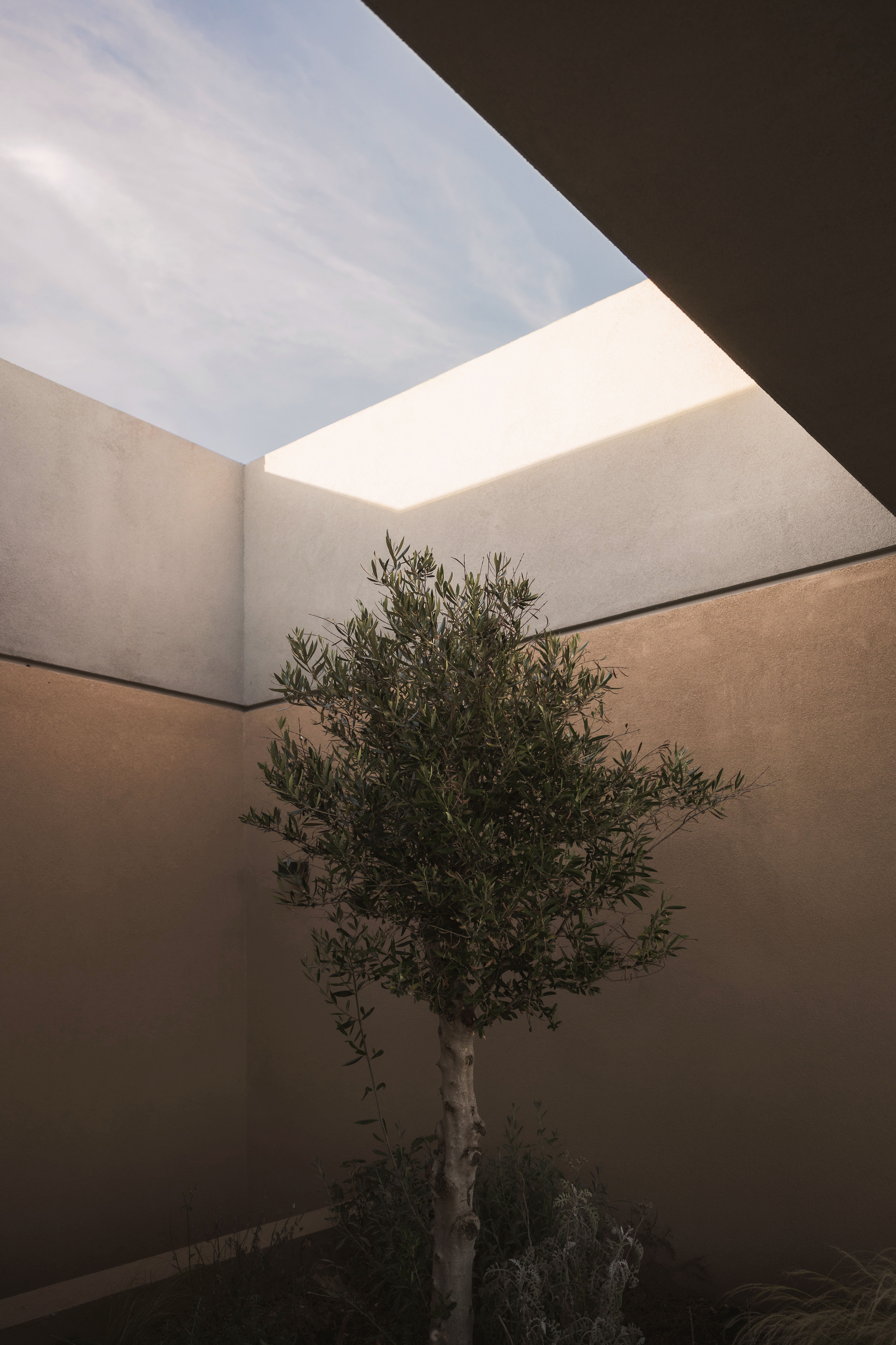 Courtyard with an olive tree planted in earth beneath an open sky framed by rendered walls