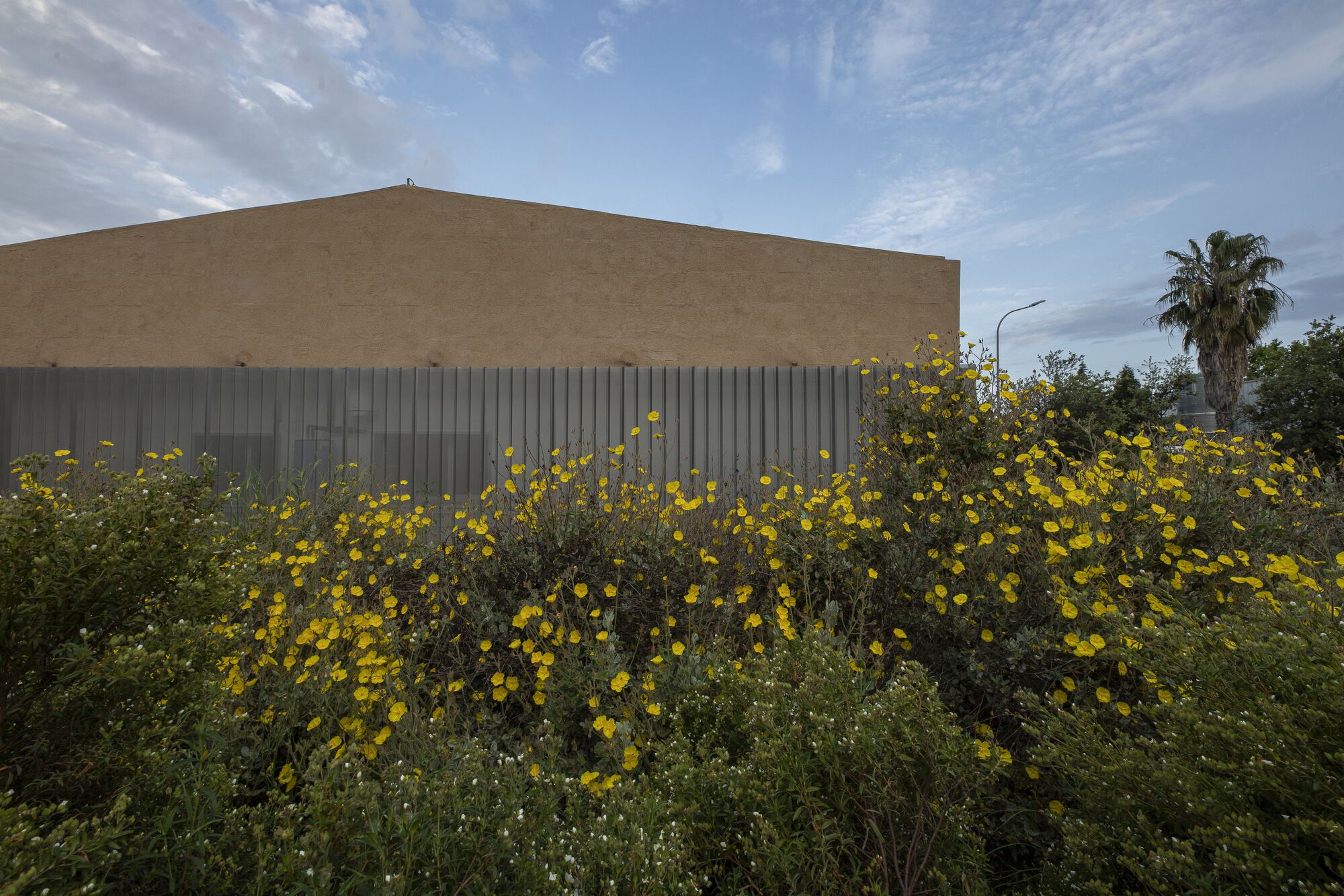 Corrugated metal facade base with yellow flowering shrubs along the planted foreground in daylight