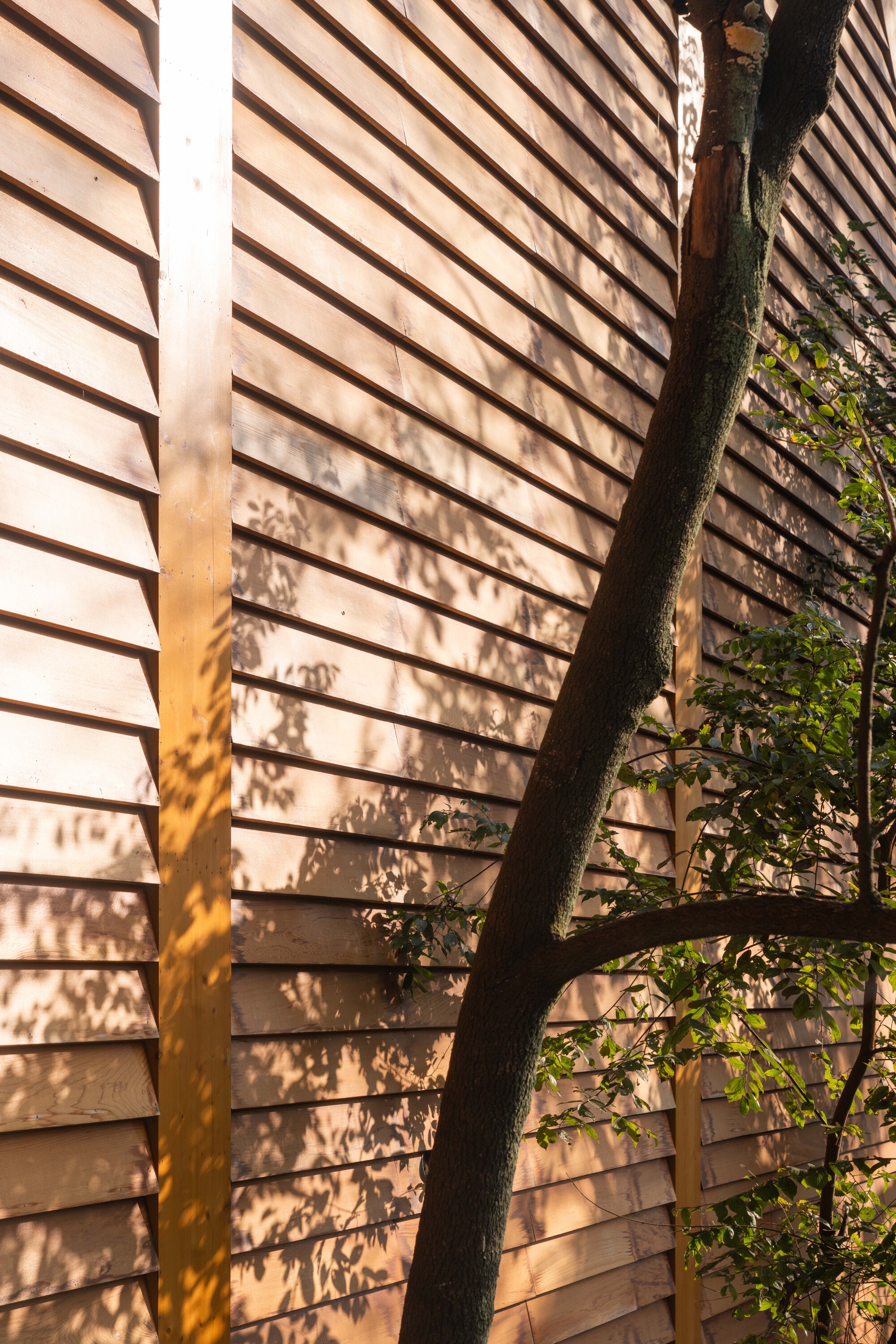Horizontal wood siding with dappled tree shadows cast in afternoon sunlight