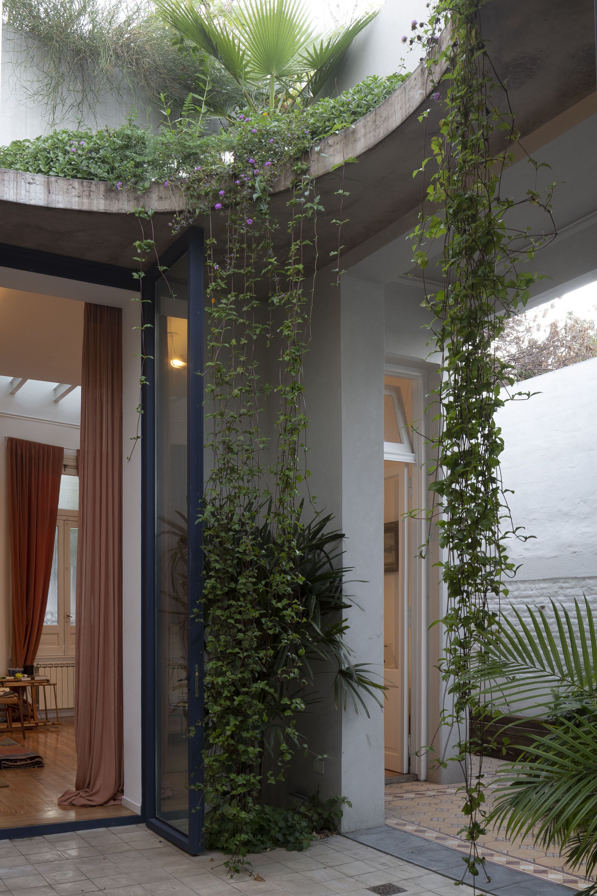 Interior courtyard corner with climbing vines on white walls and curved concrete planter above at dusk