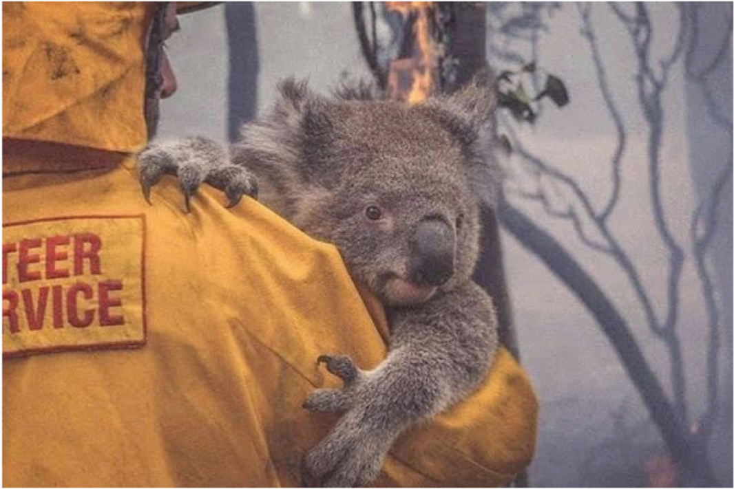 A symbol of hope as wildlife rescue efforts protect koalas during Australia's devastating bushfires.