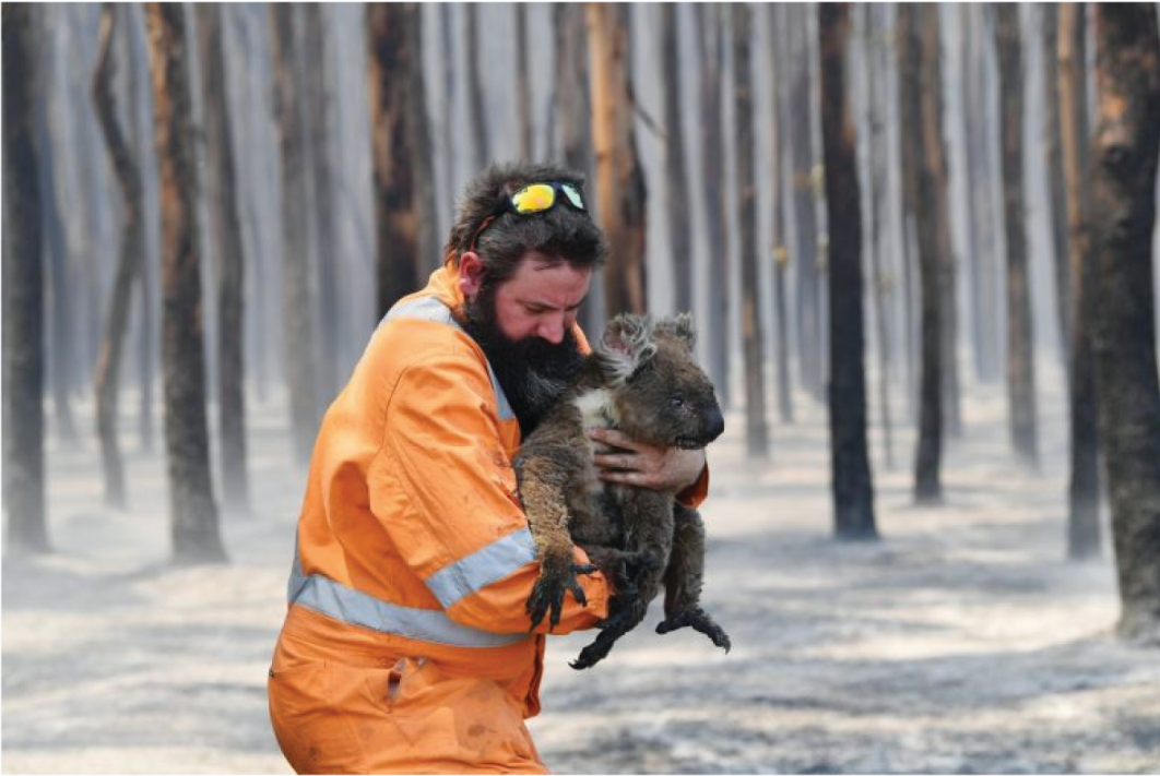 Emergency responders carry injured koalas to safety in a landscape transformed by fire.