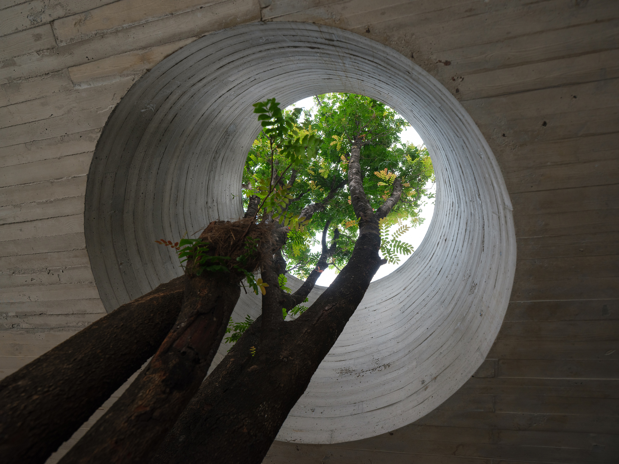 Looking up through circular board-formed concrete oculus framing tree branches against bright sky
