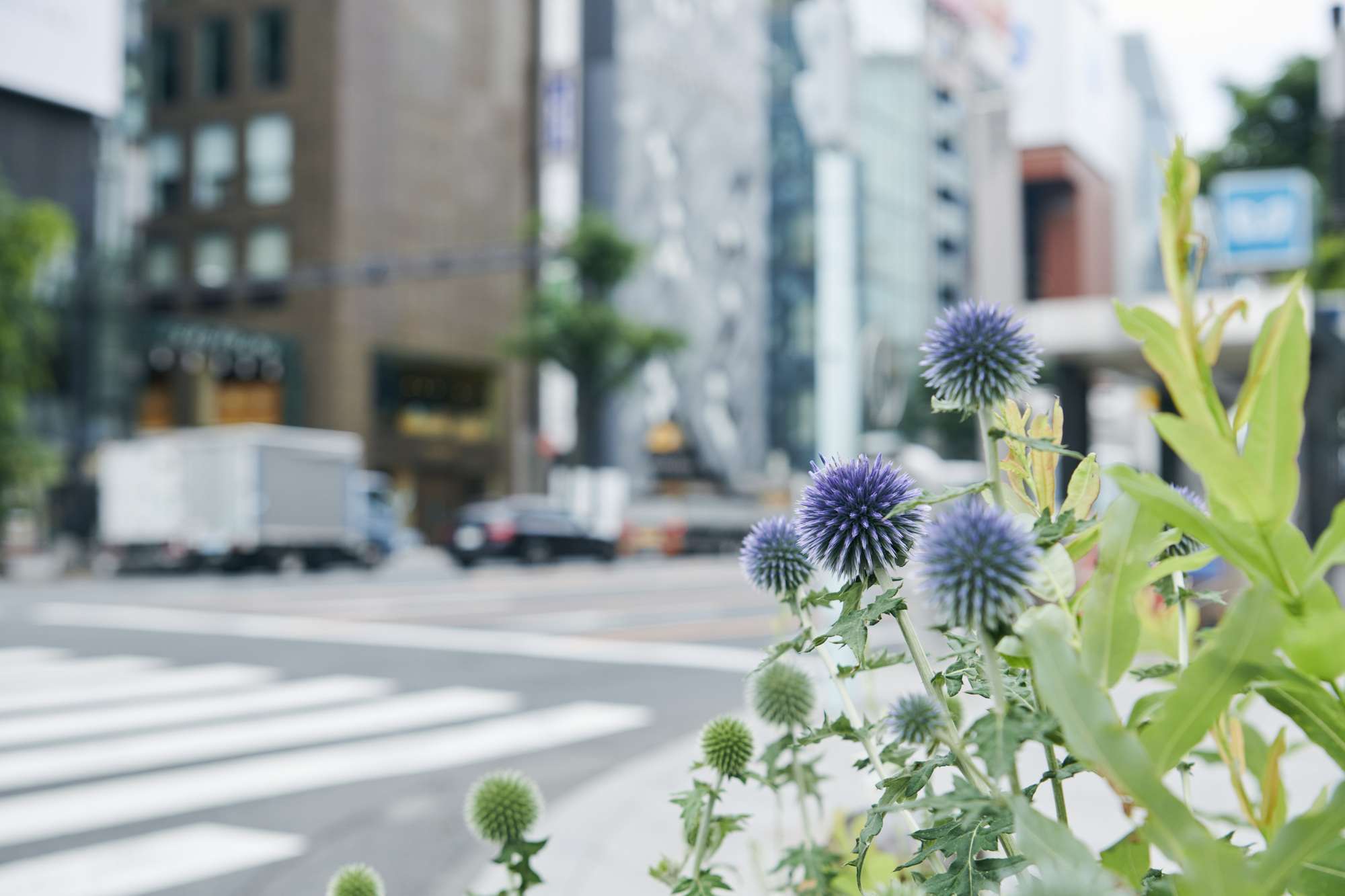 Purple globe thistle flowers and green foliage in a planted streetside bed with traffic beyond