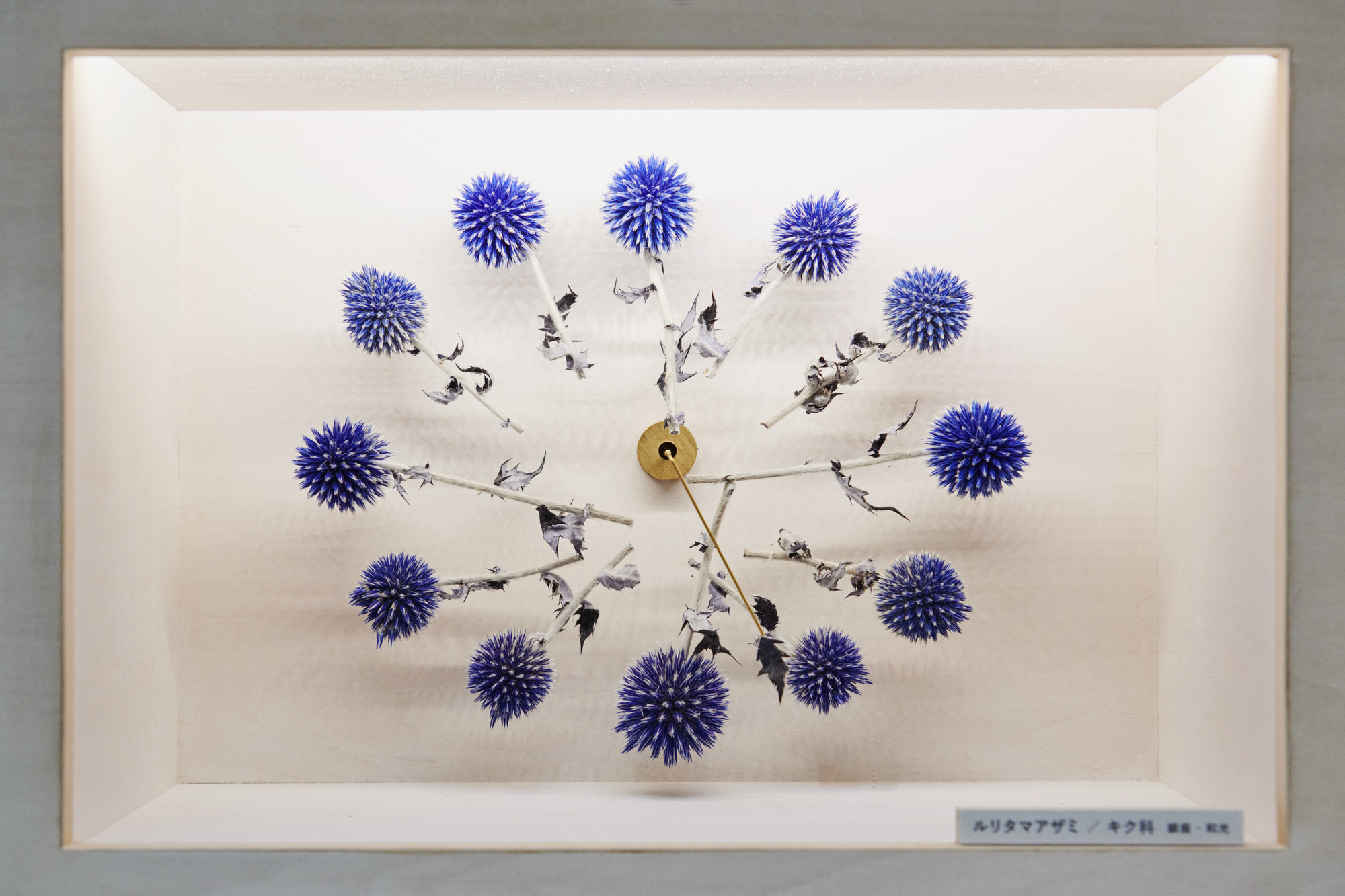 Display case containing a radial arrangement of pressed purple thistle blooms with a brass clock mechanism