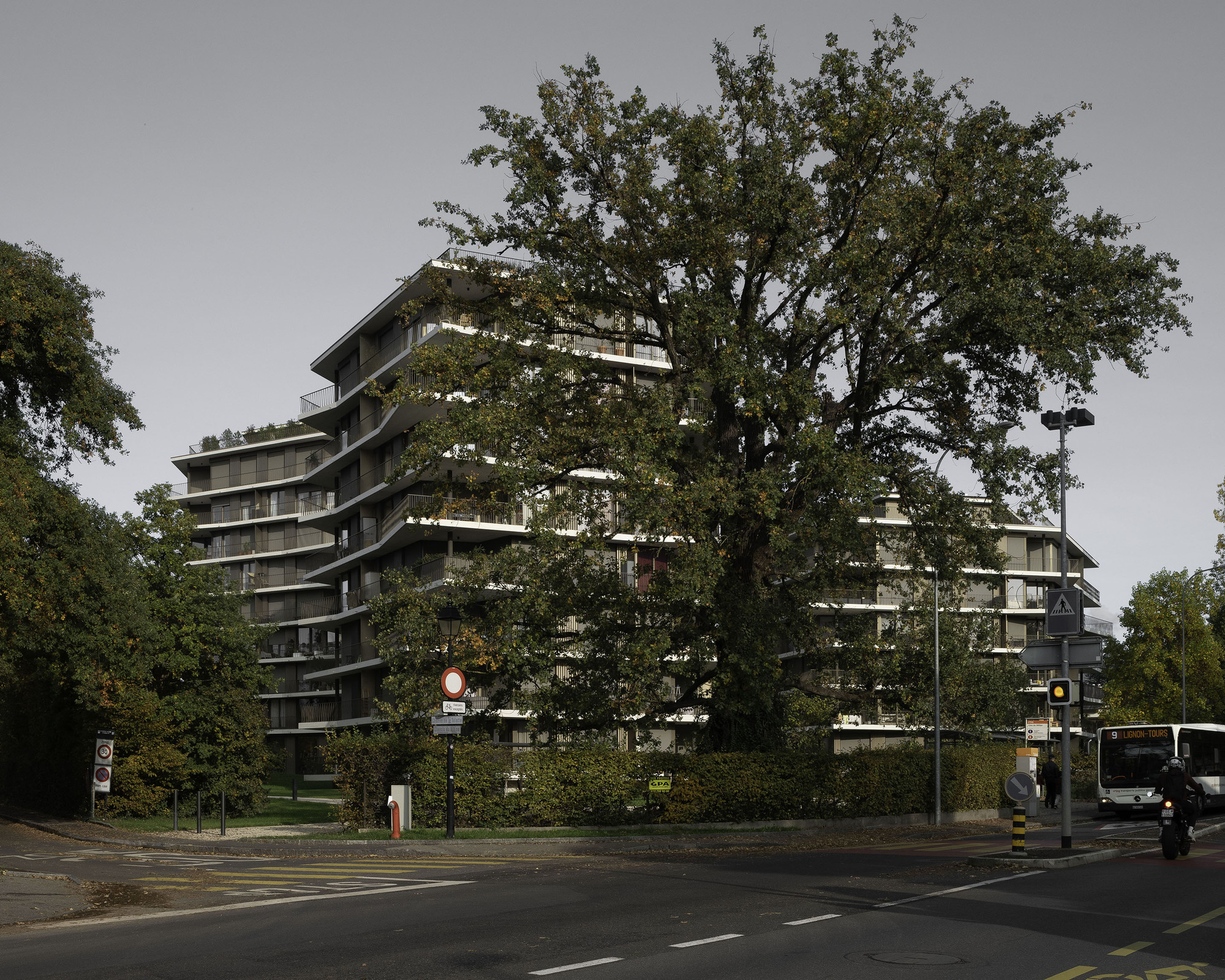 Twisting residential tower partially obscured by a large tree canopy at a street intersection