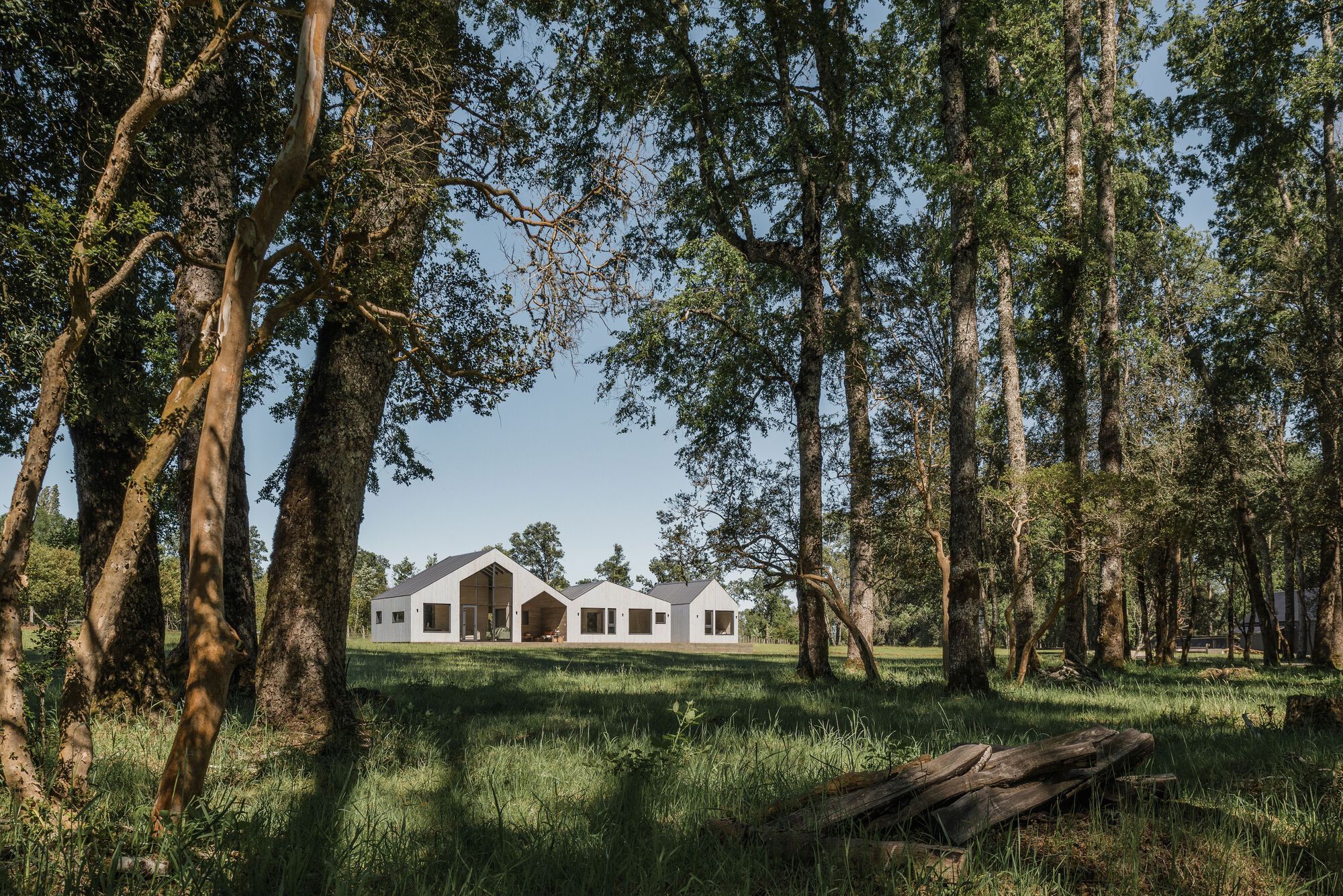White gabled volumes seen through a grove of tall trees in afternoon light