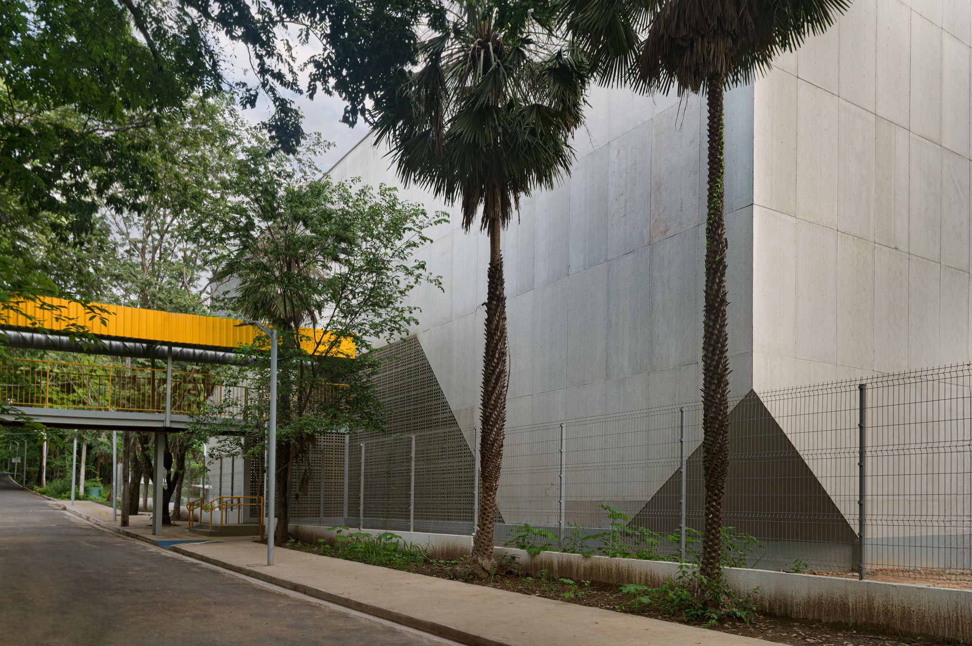 Street view of tall concrete wall with palm trees and mesh fencing bordering planted sidewalk strip