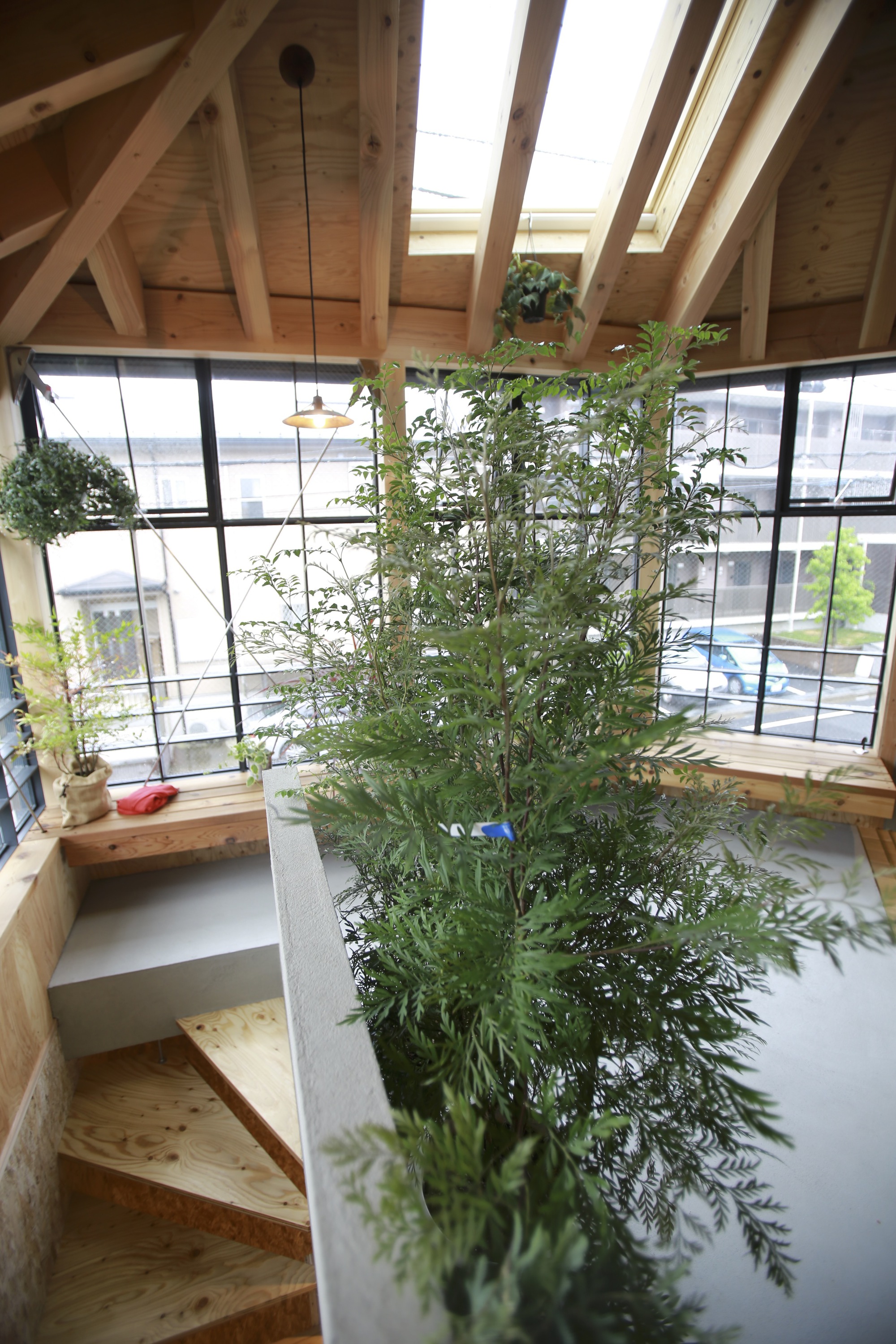 Upper level greenhouse with sloped timber rafters, skylights and a central tree planted in the floor