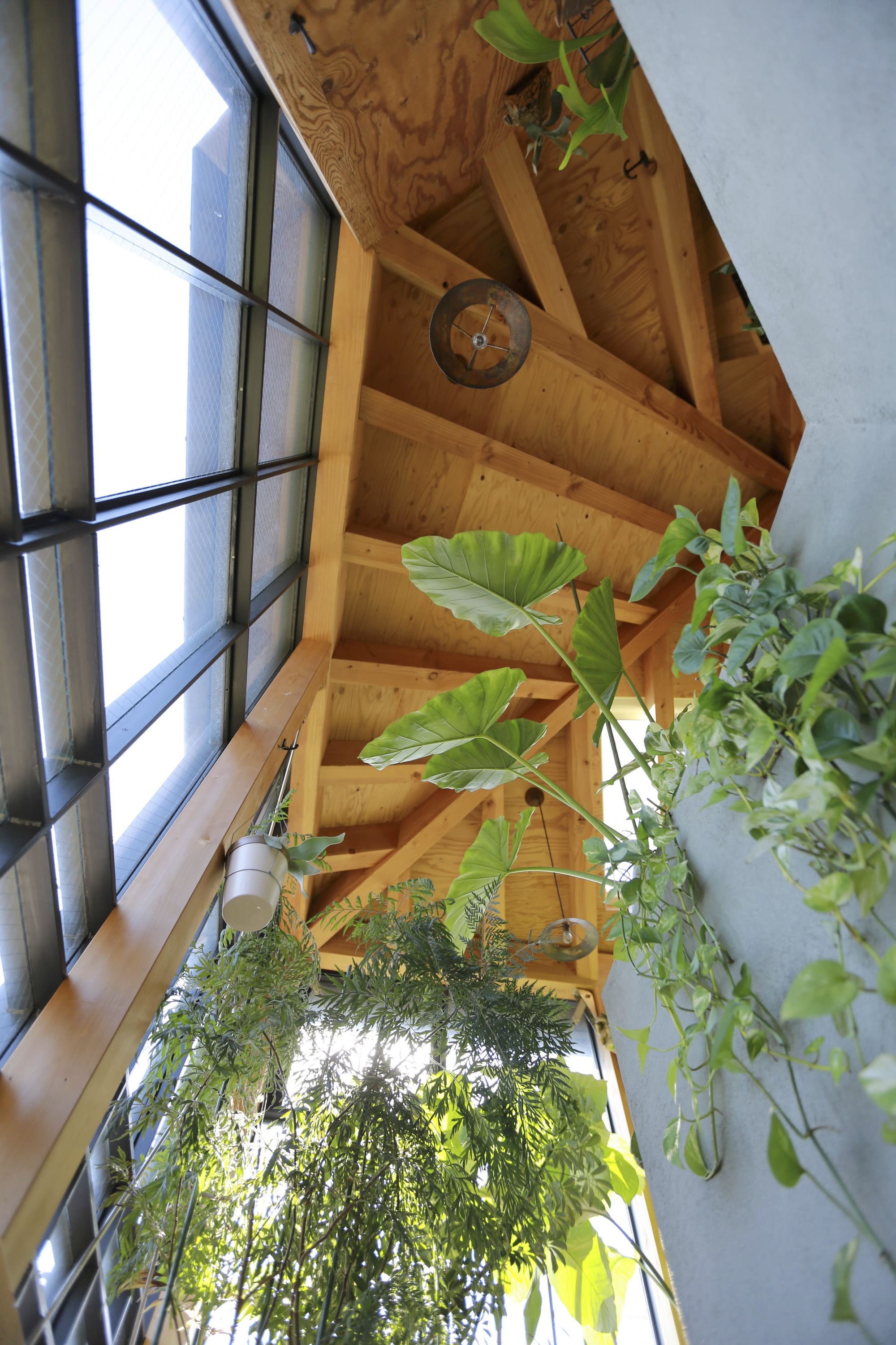 Timber staircase alongside glazed wall with hanging plants in bright natural light