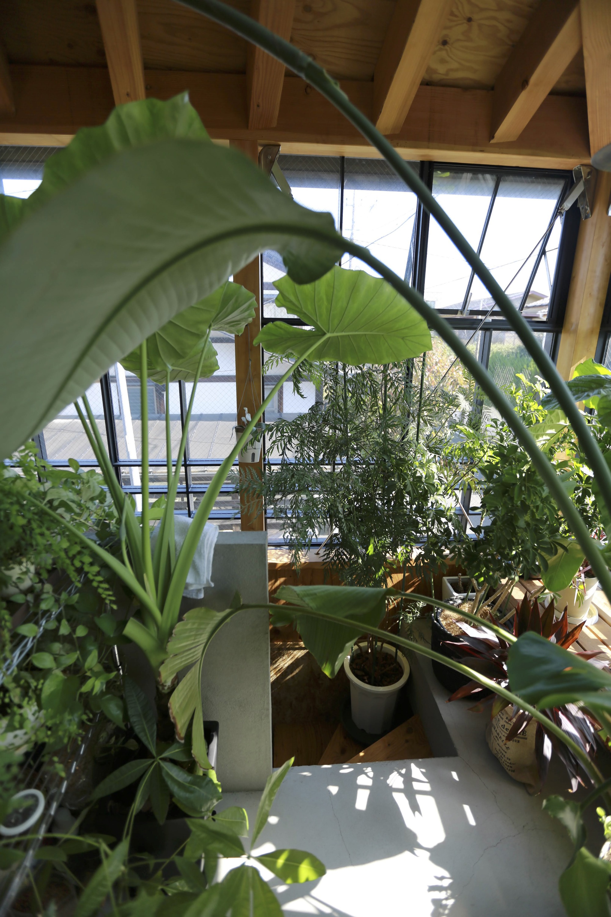 View through large-leafed tropical plants toward glazed facade with exposed timber beams and dappled sunlight