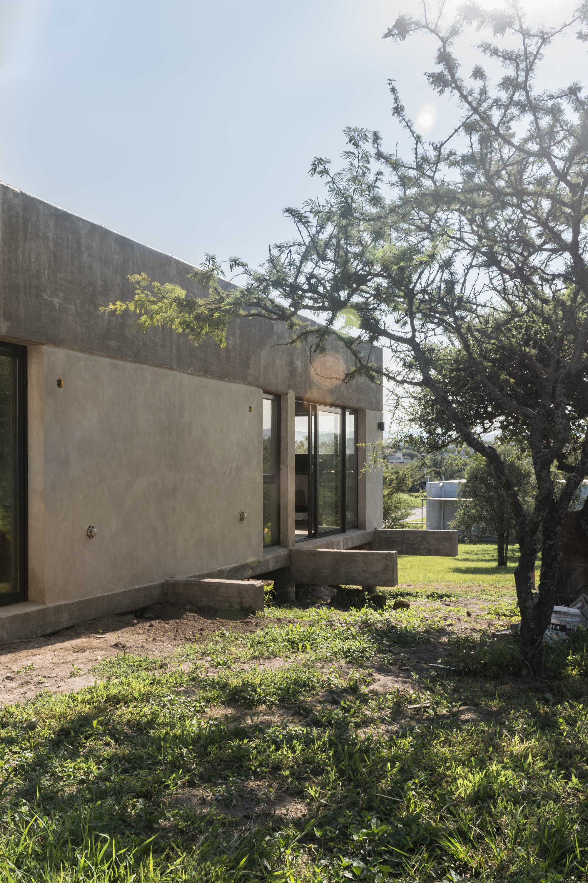 Board-formed concrete facade with corner glazing and balcony alongside a gnarled mature tree