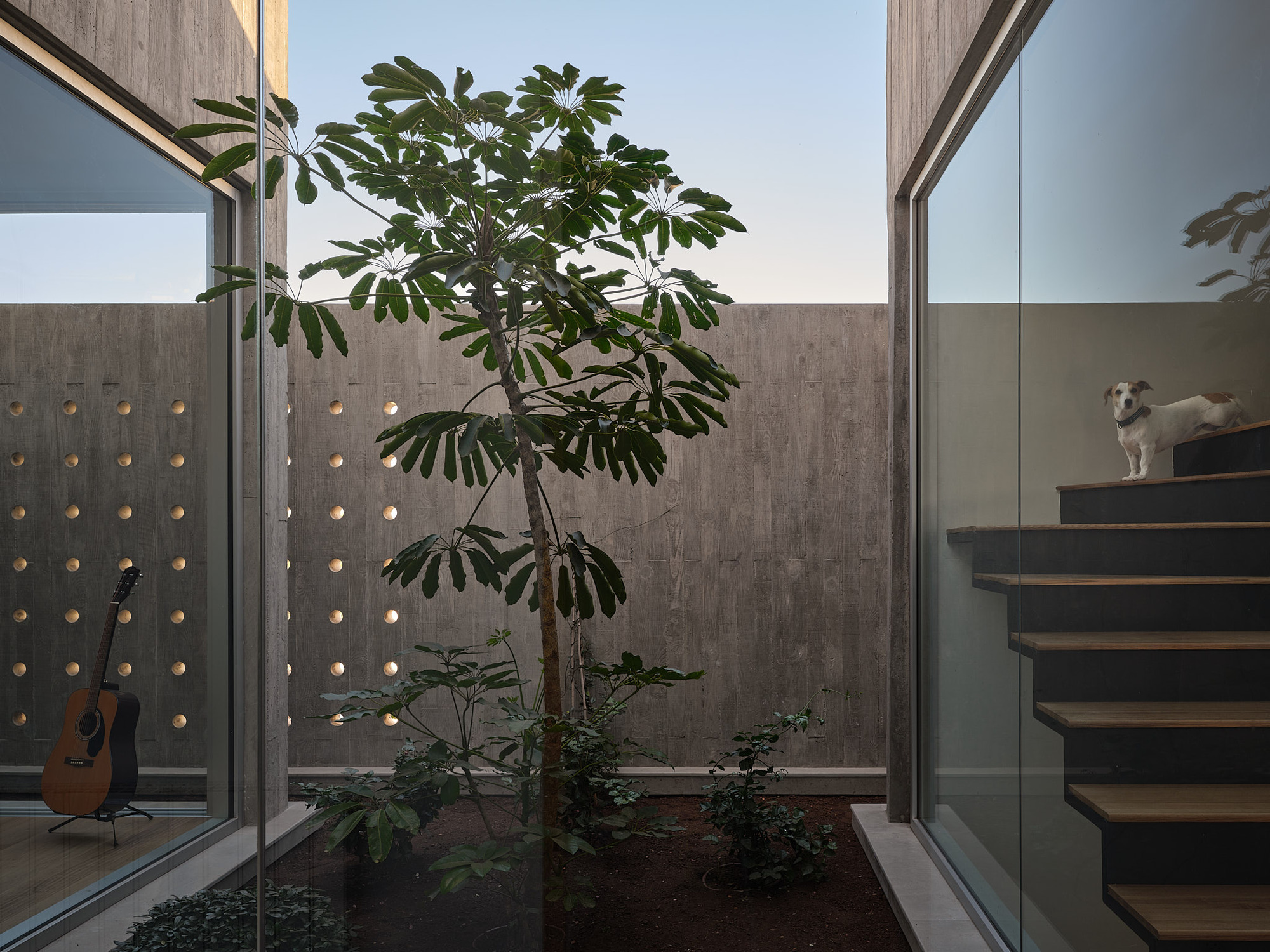 Interior courtyard with single tree planted in soil bed, concrete walls with circular perforations, and staircase visible through glass