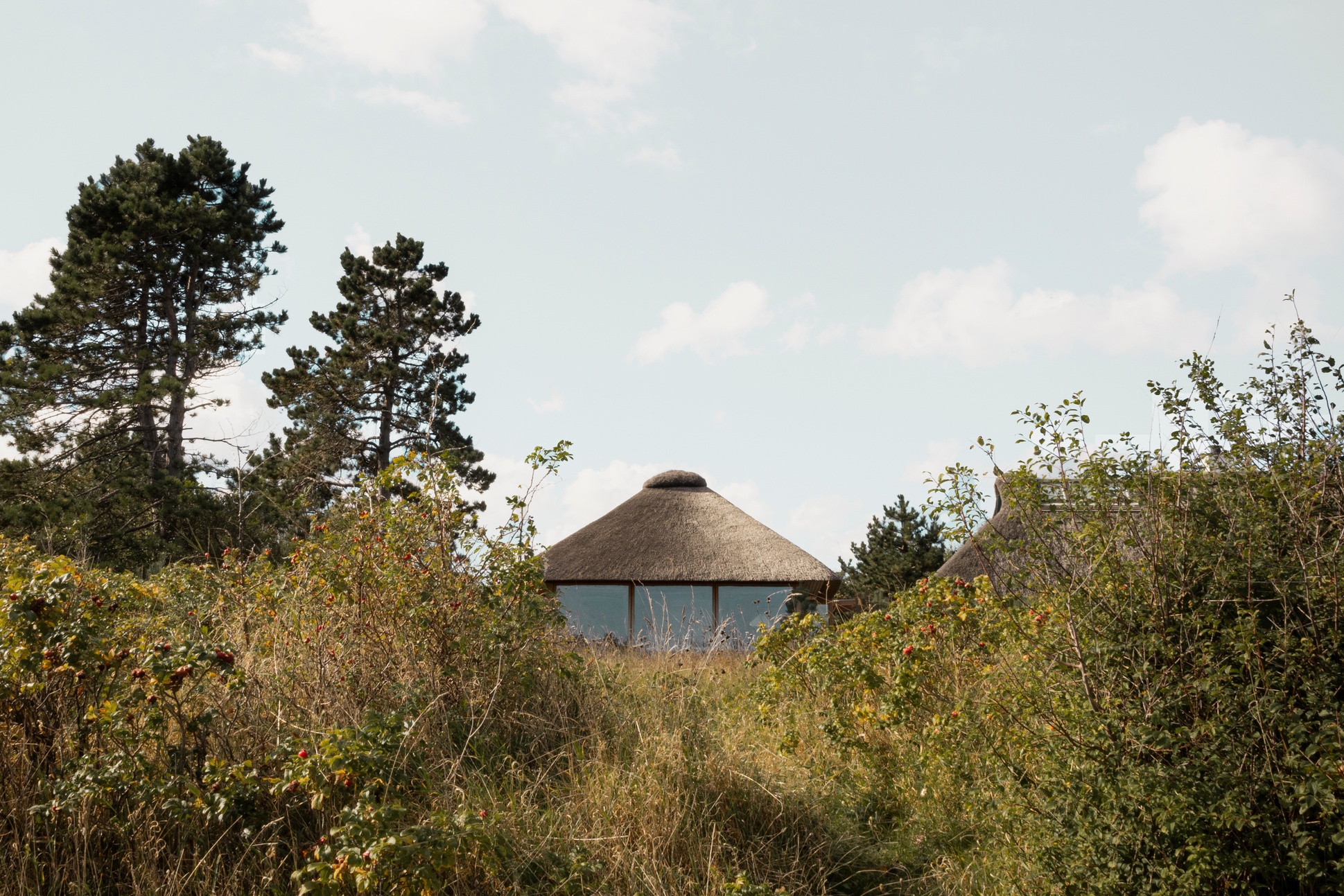 Distant view of the thatched roof pavilion emerging above wild grasses and scattered pines